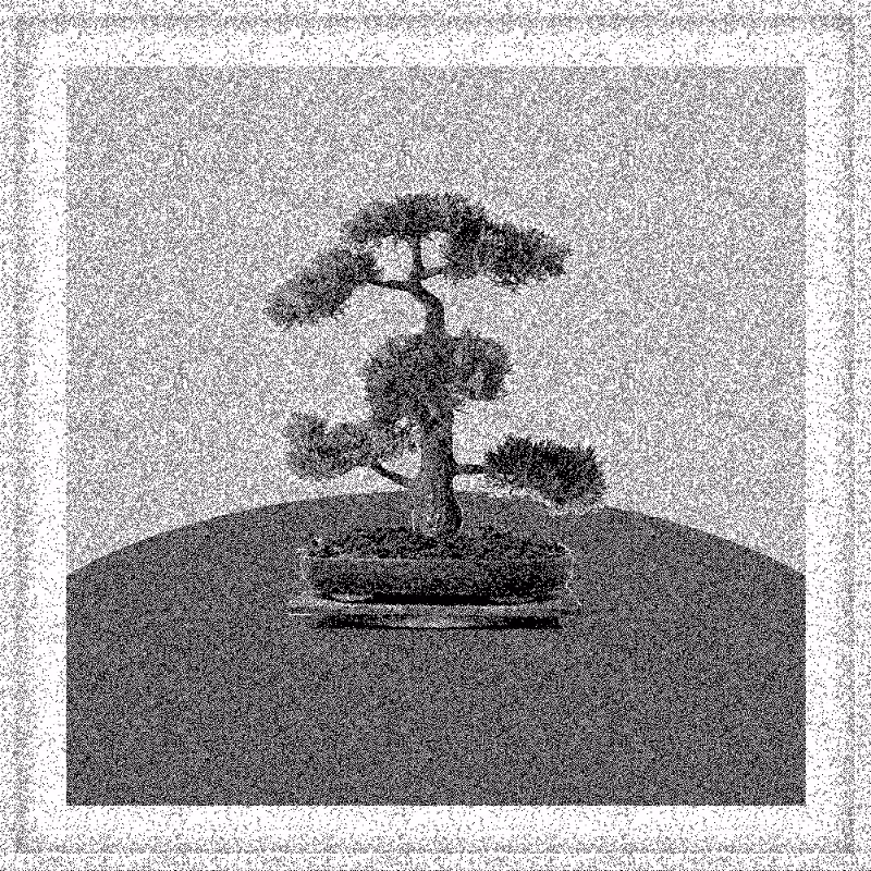 Bonsai Bonanza #368