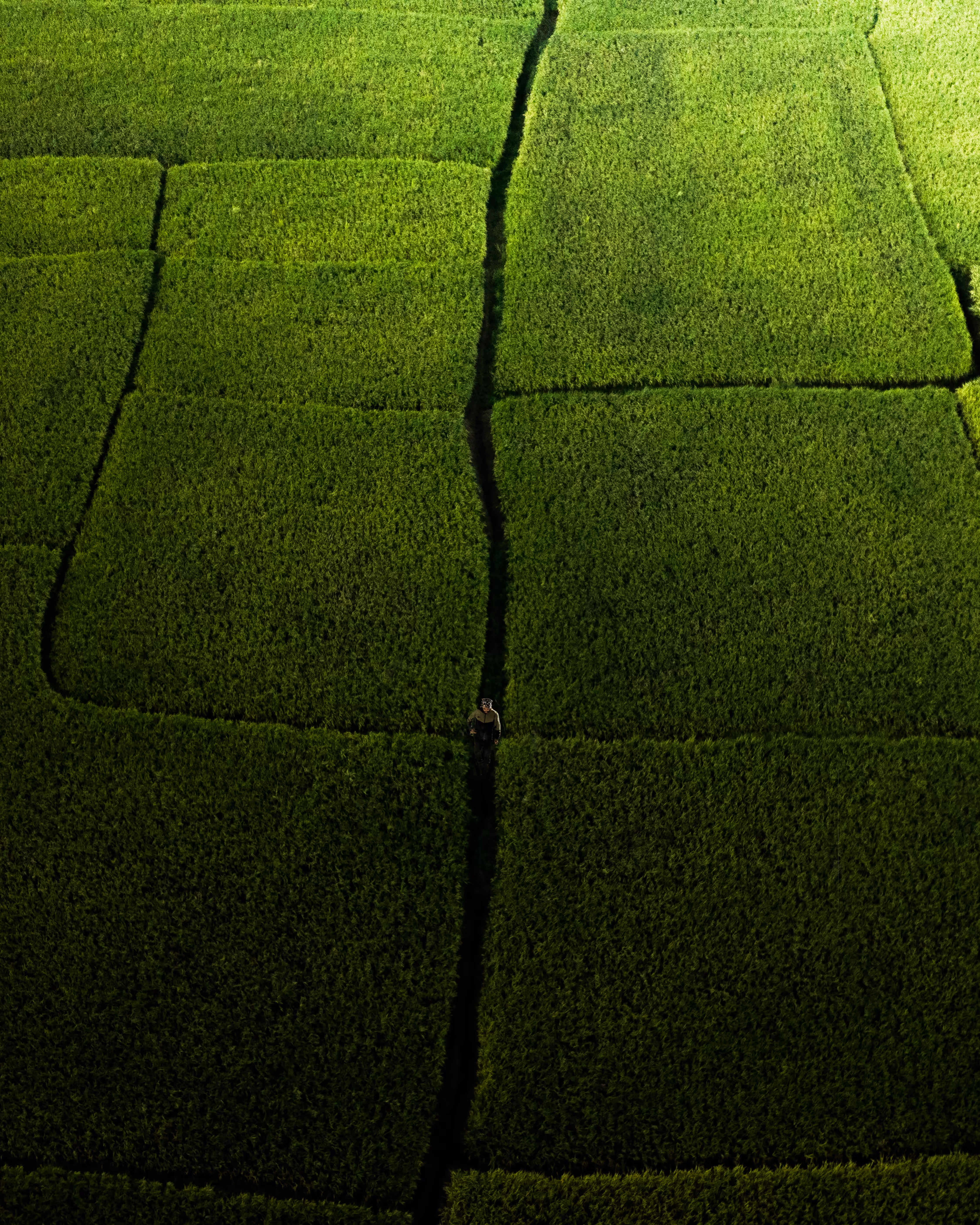 The field of Dreams