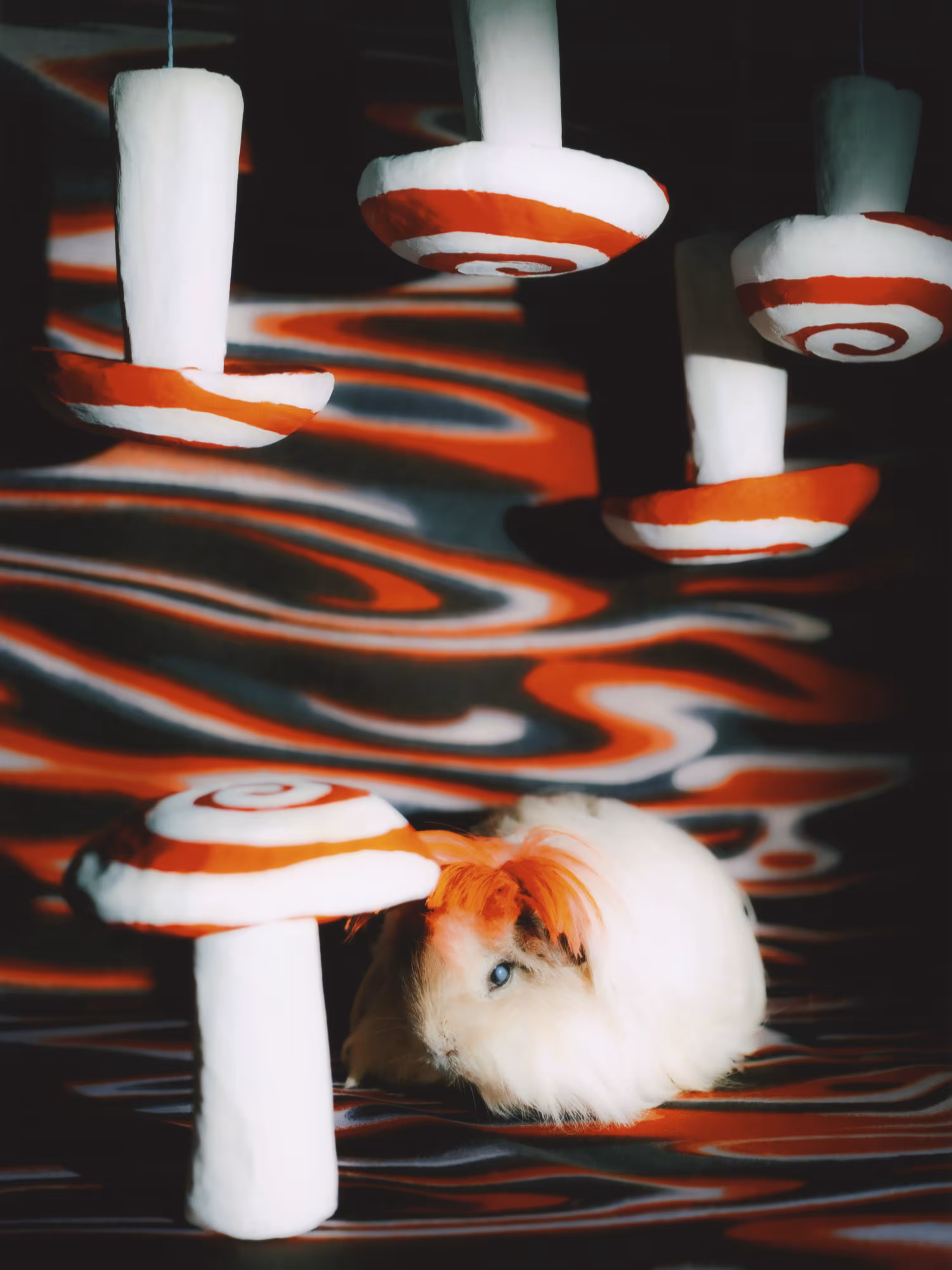 Kanaille — Guinea Pig ⑤
