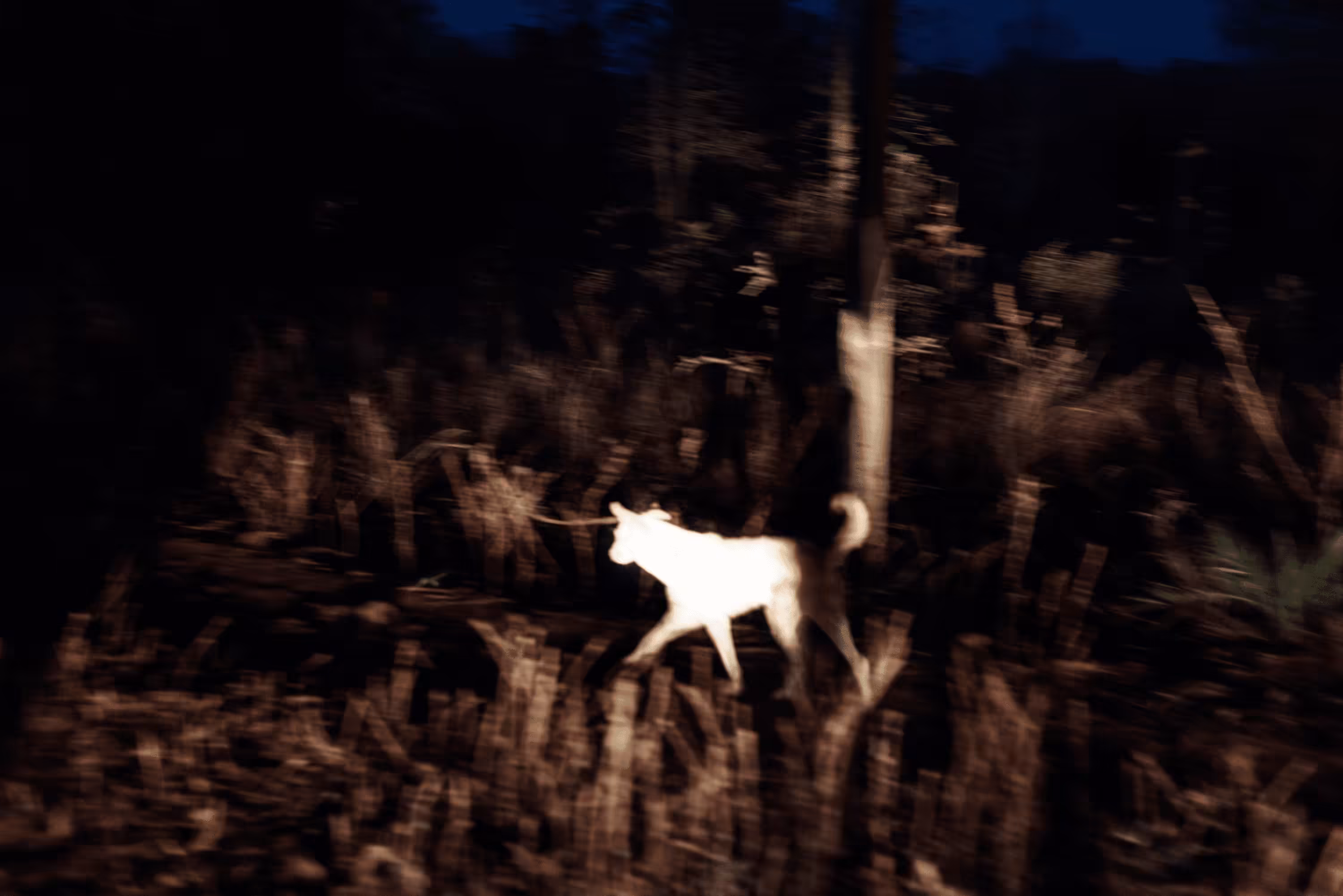 Centralia #34