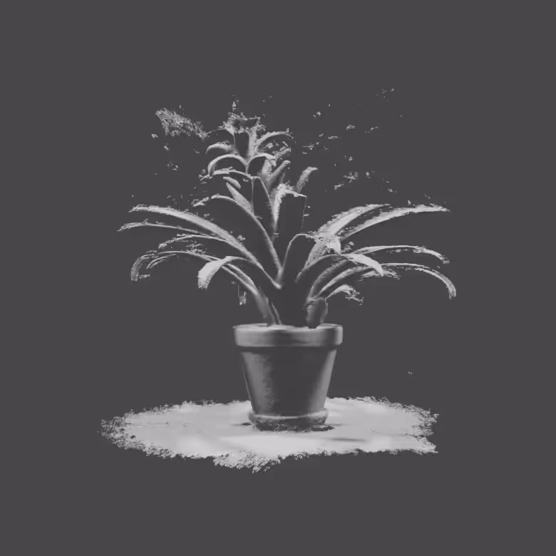 Bromeliad (B)