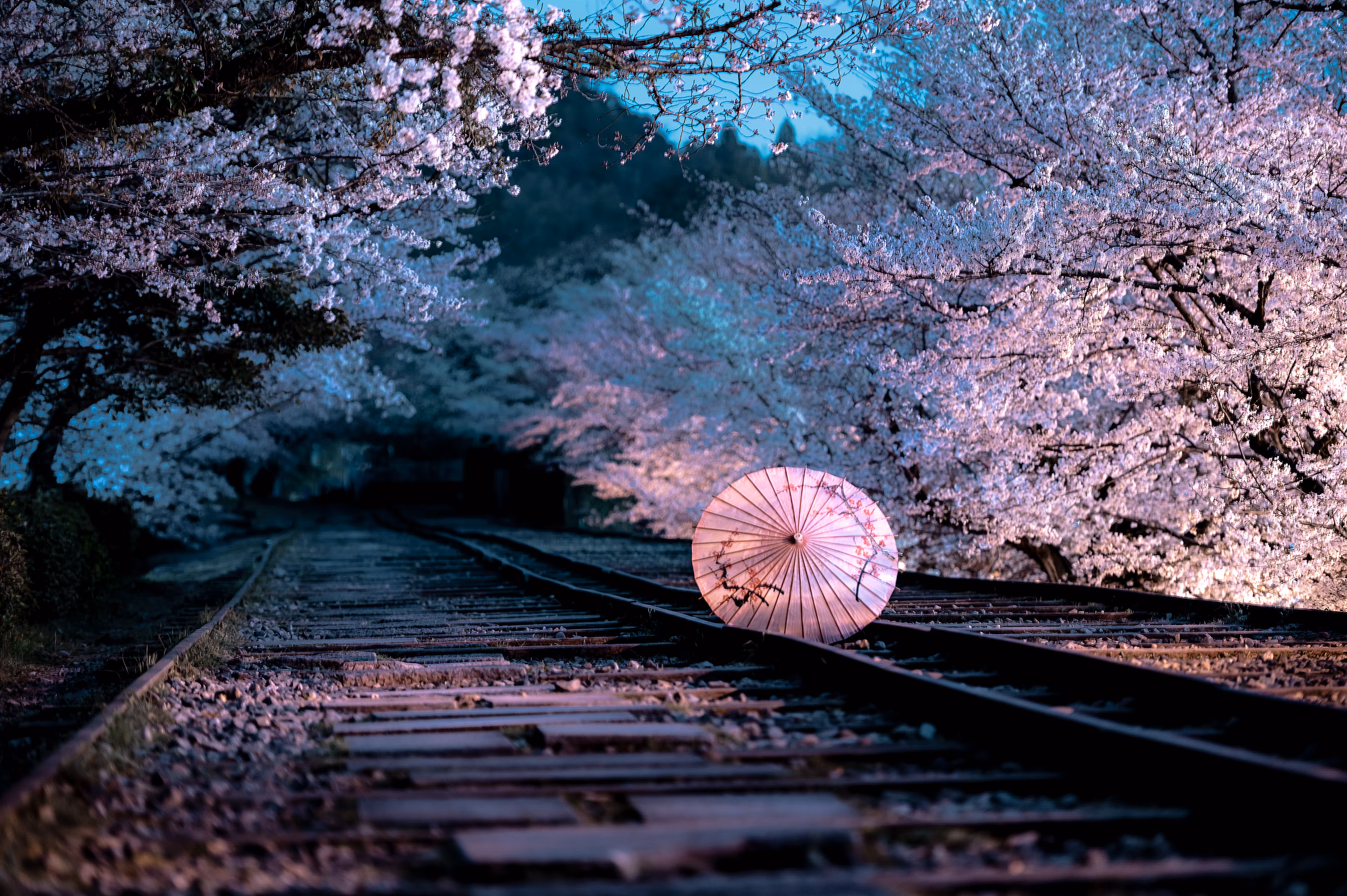 The rail that brings cherry blossoms