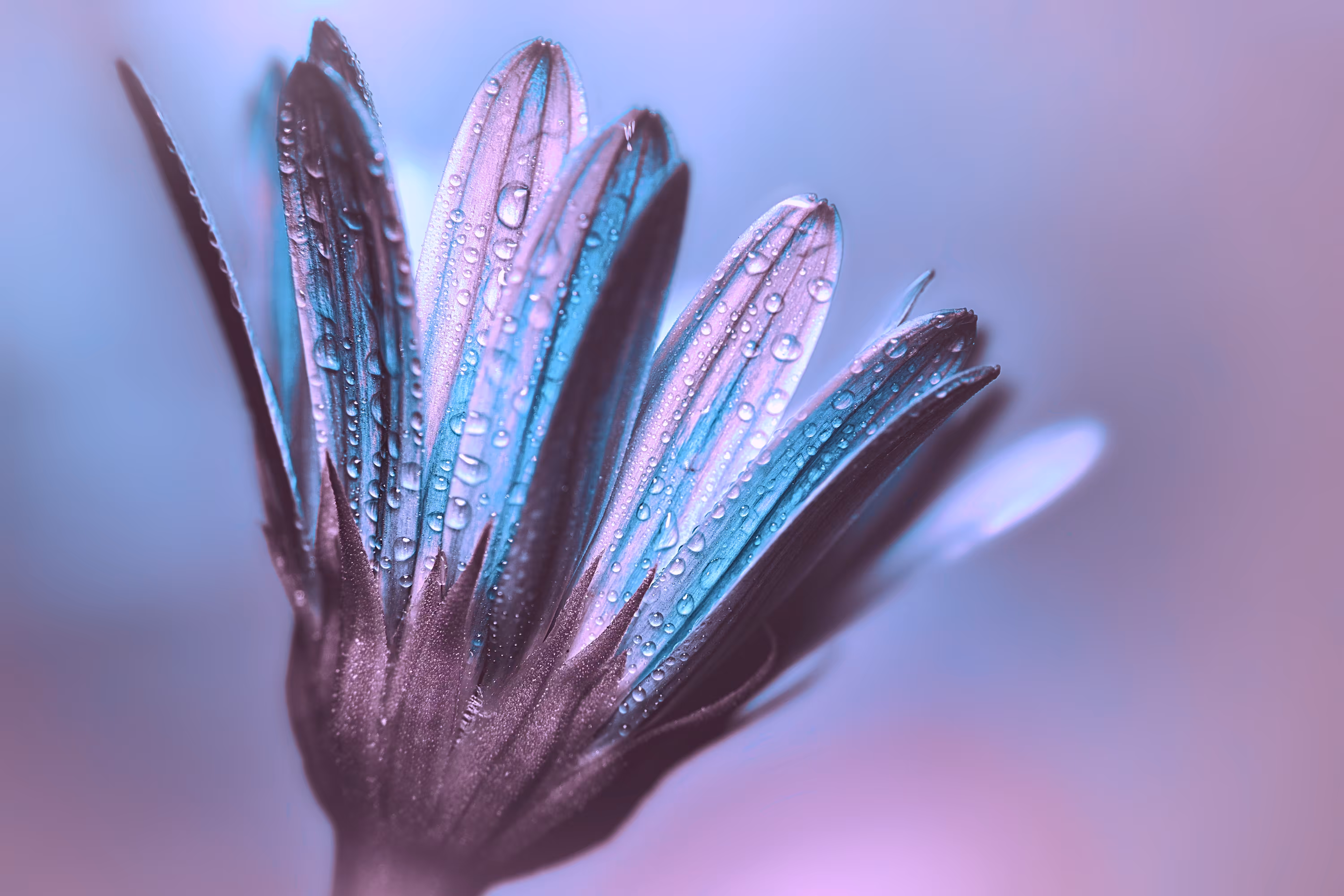 Infra-Flora IV