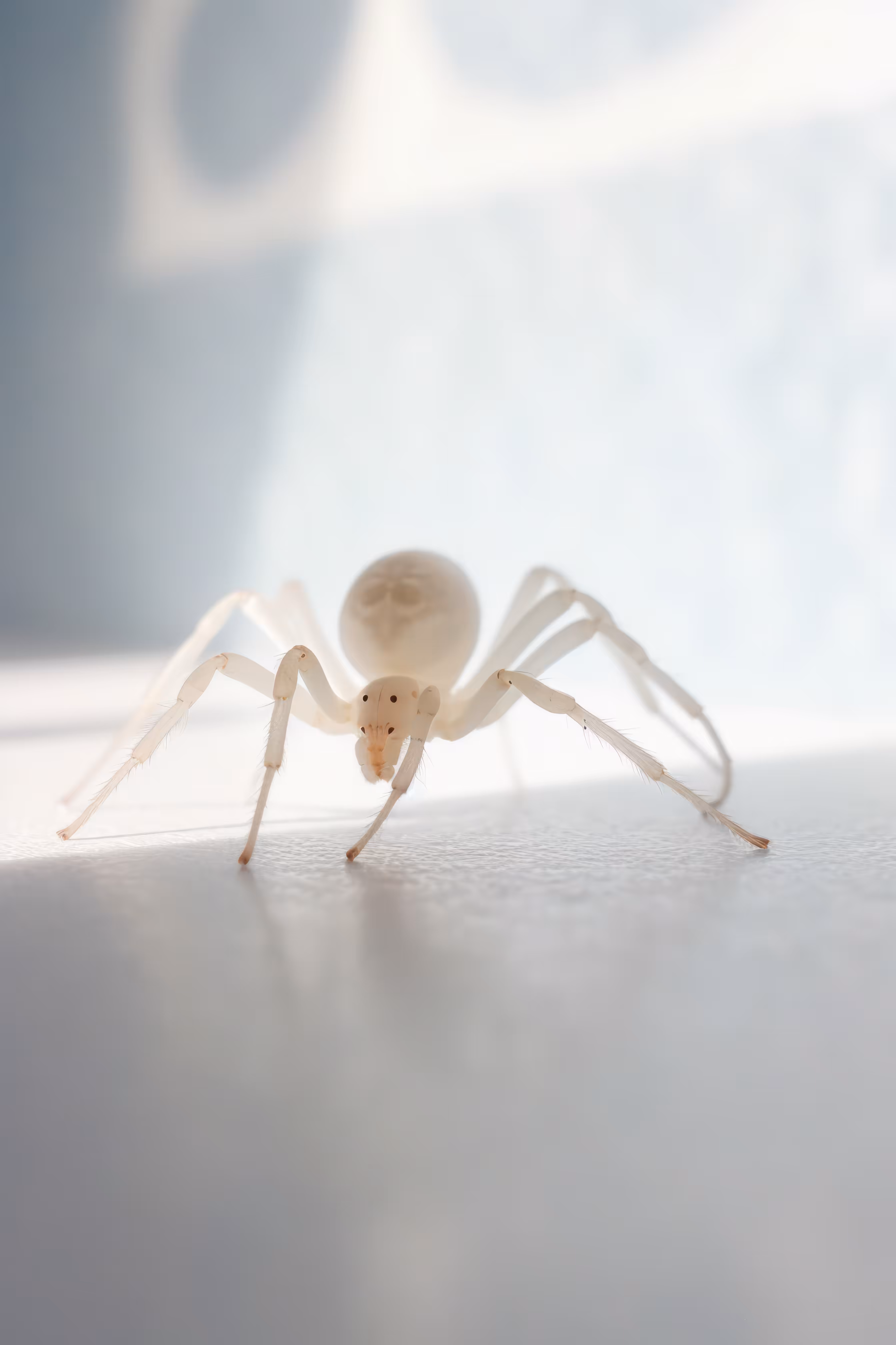 Spirit Guide Spider