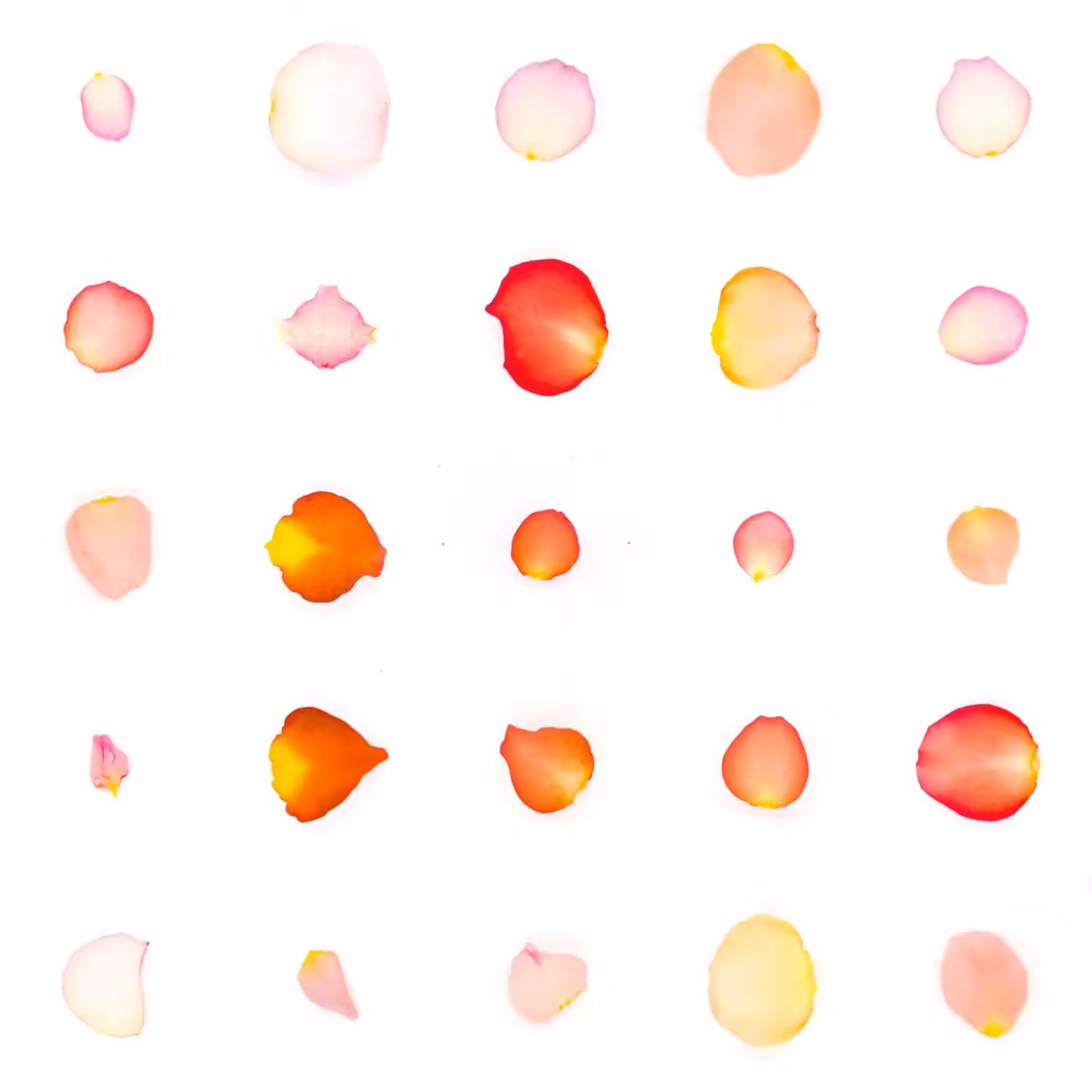 Infinite Petals 5x5#21245