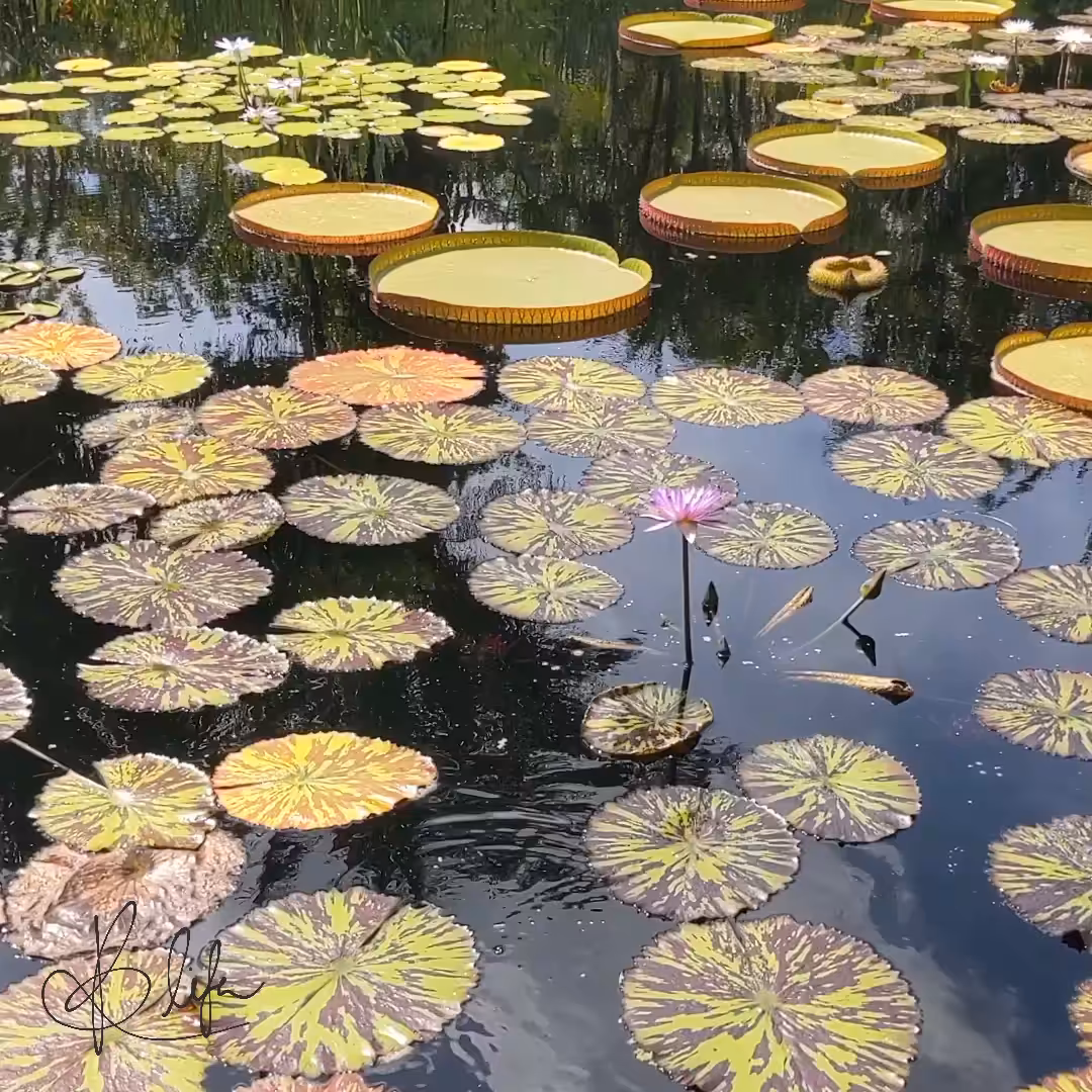 Water Lilly Cinemagraph