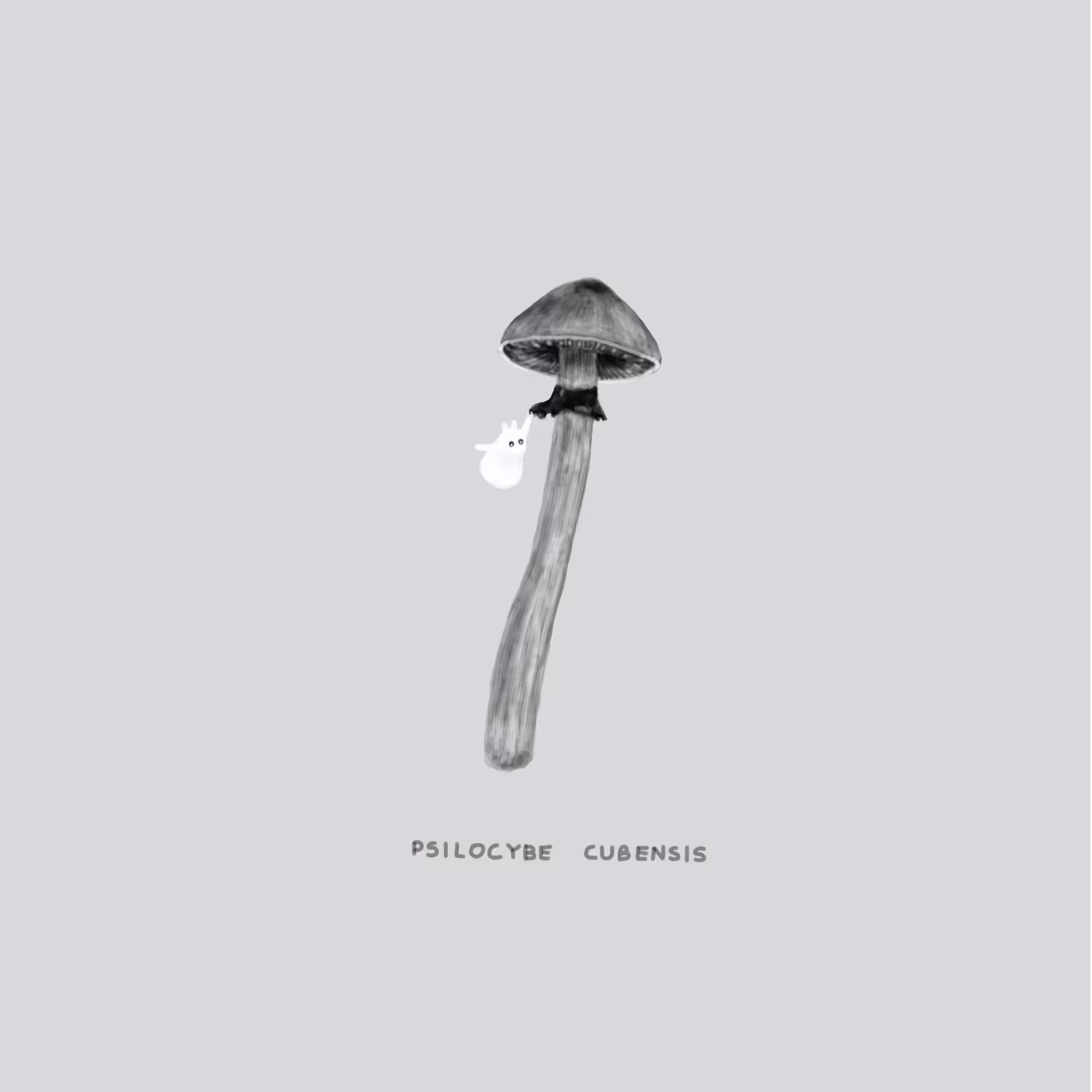 #19 DIZZY - Psilocybe Cubensis