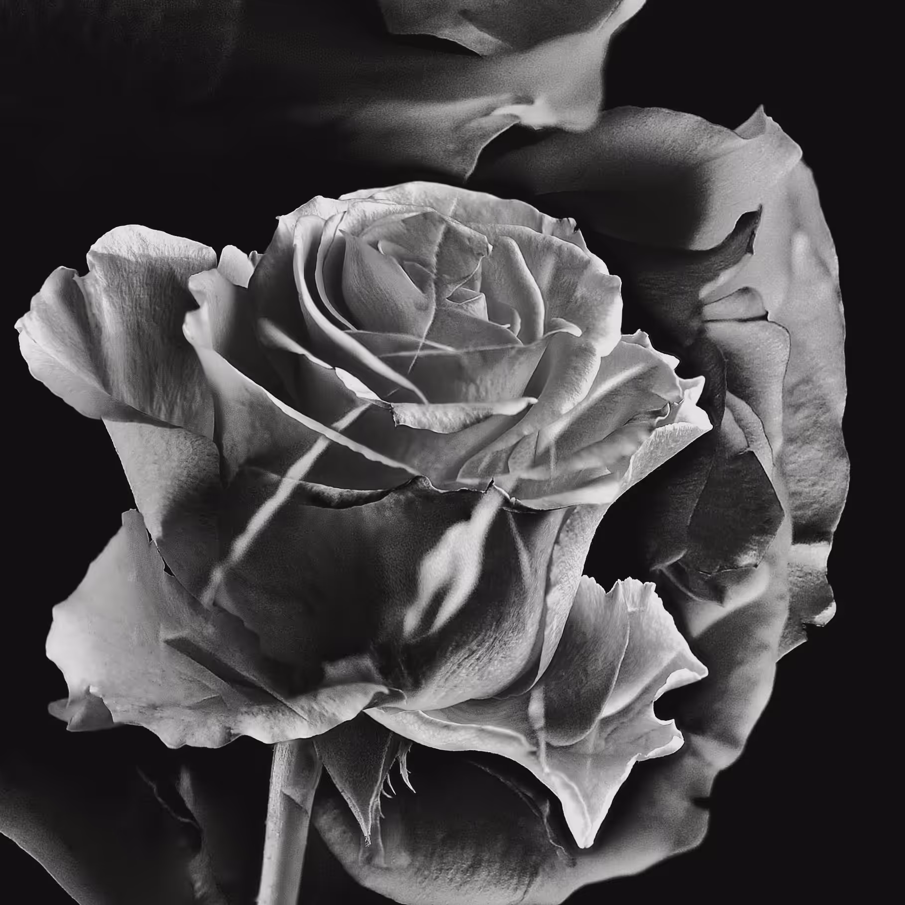 rose between the years