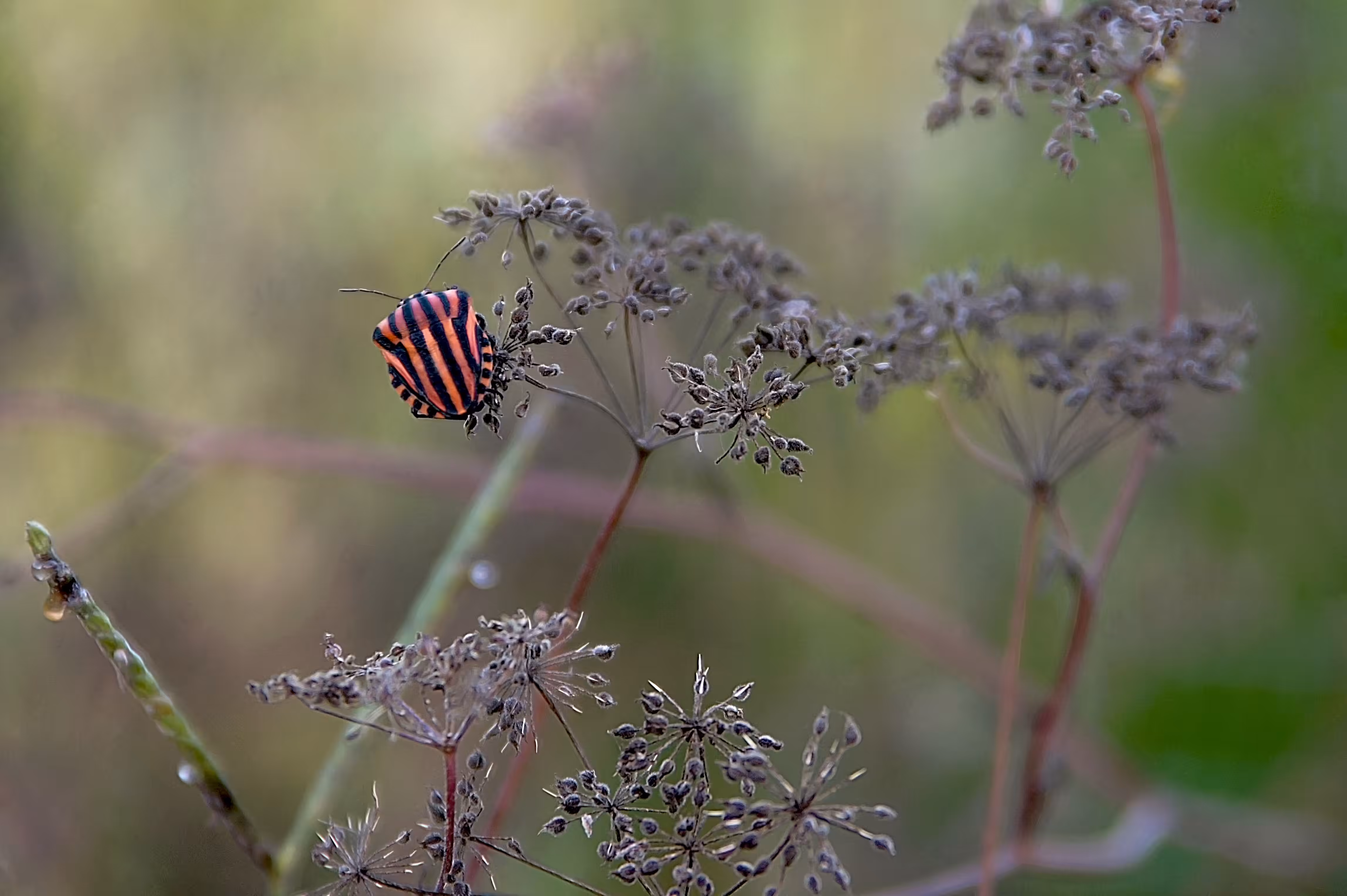 Red-black striped bedbug