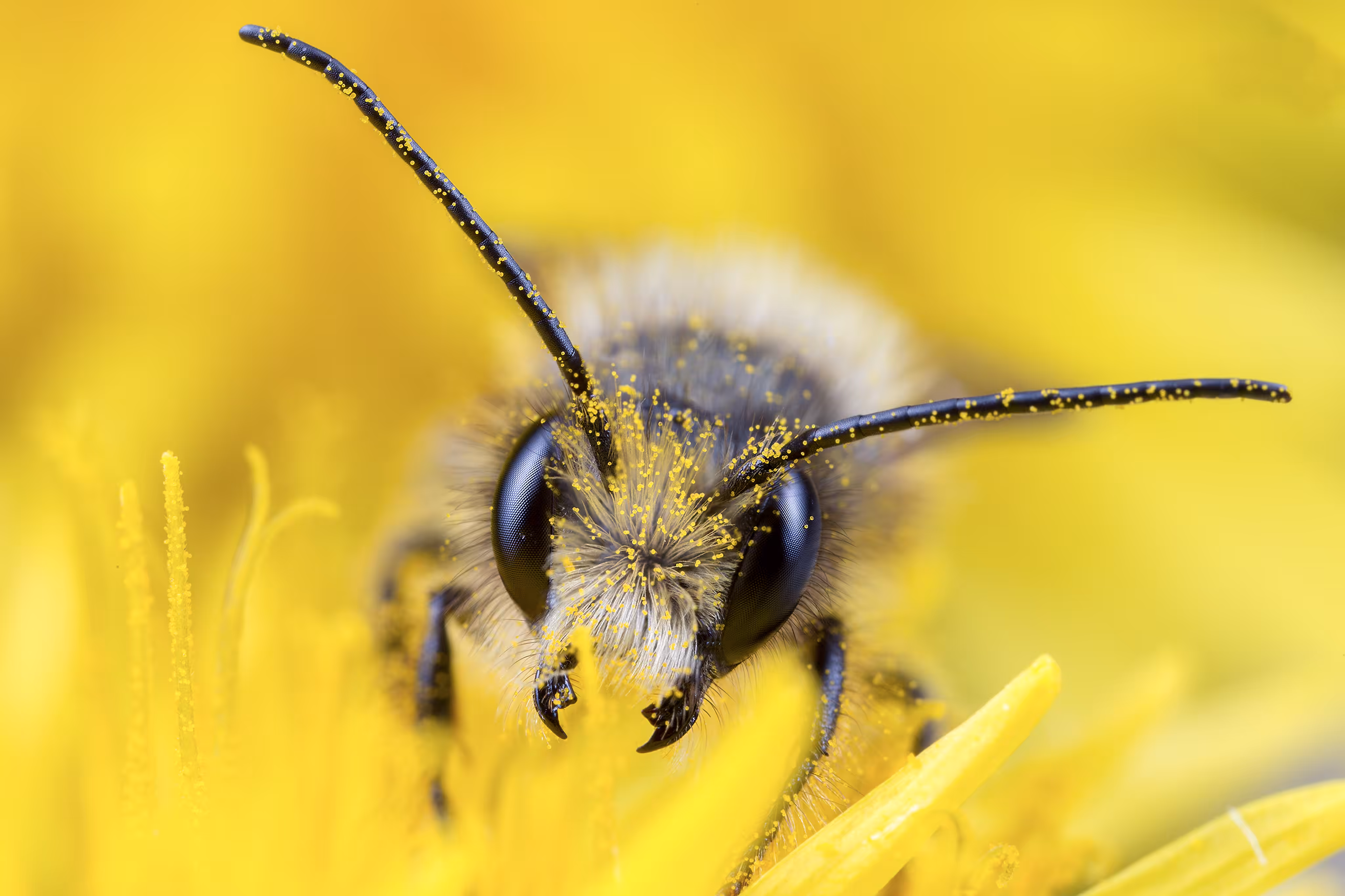 The Buzz of Life