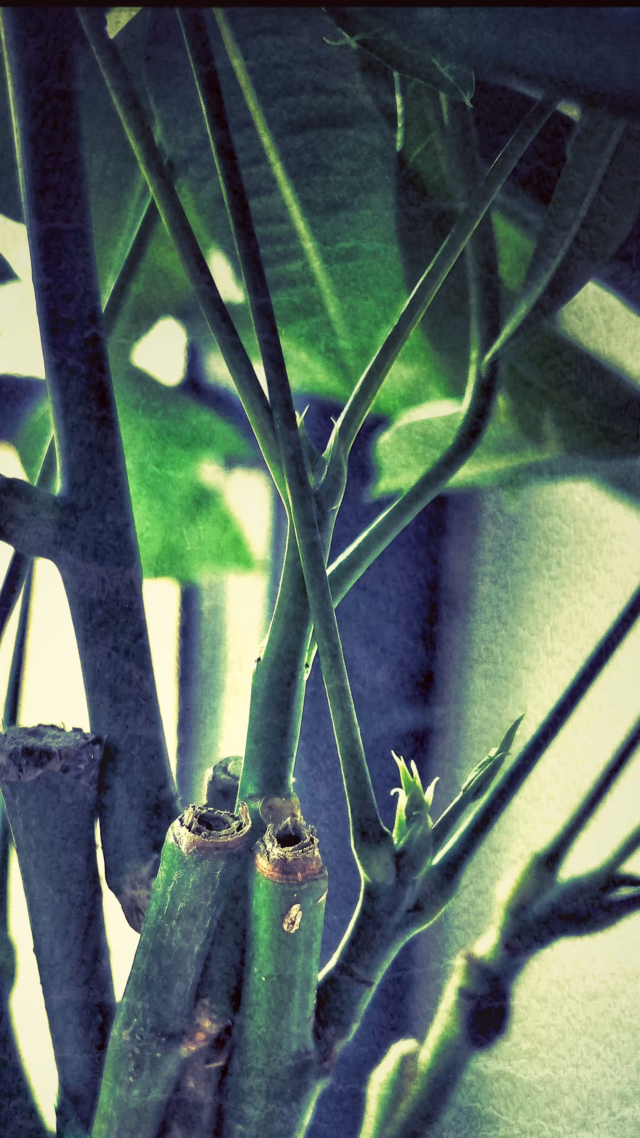 A Money Tree from the Cedar Tavern