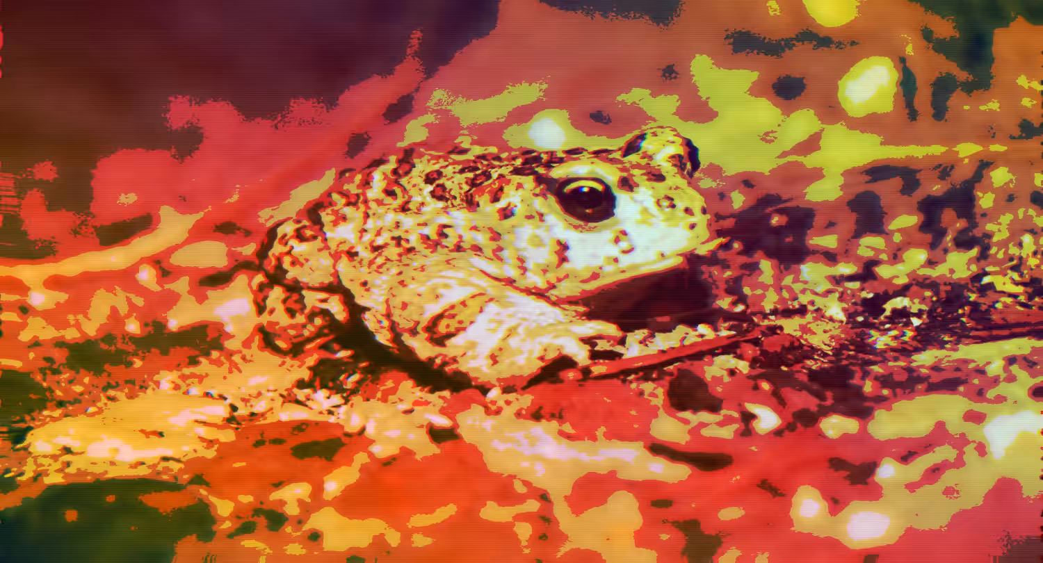 Hypno Toad!