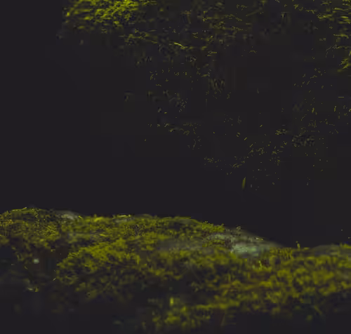 Dark Moss Growing