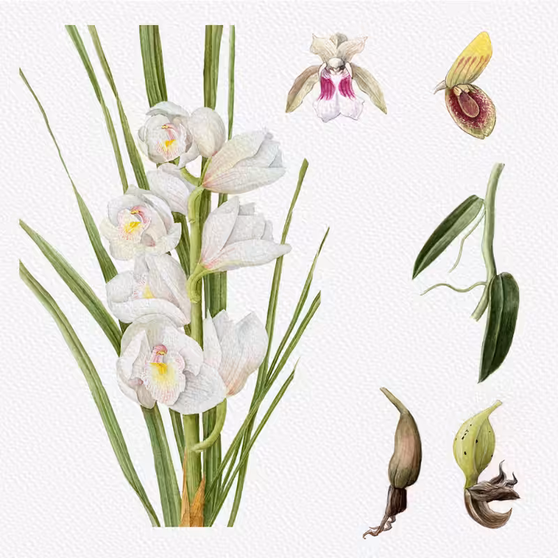 Botanical Illustration - Orchids 1 #22