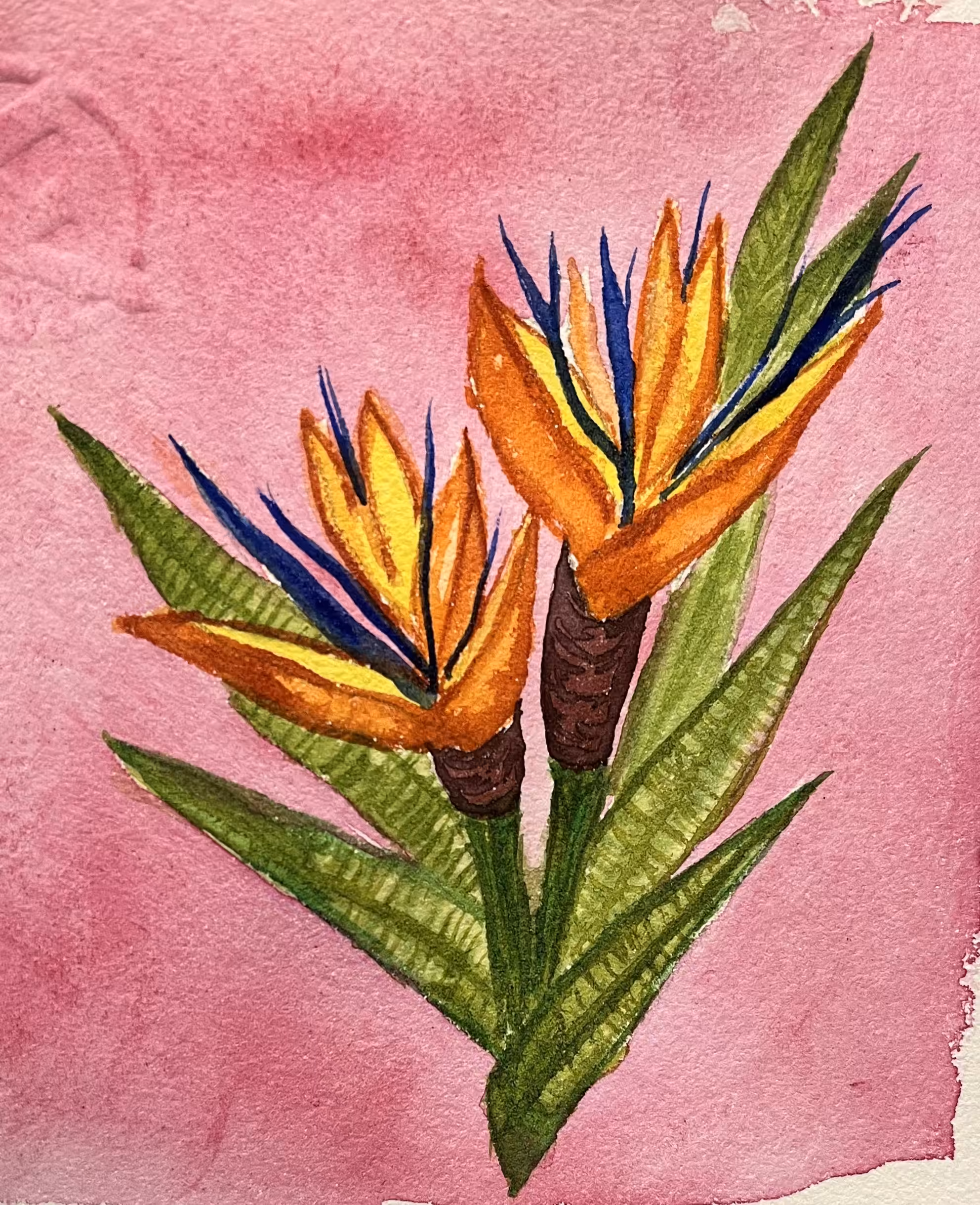 Bird of paradise(physical watercolor)