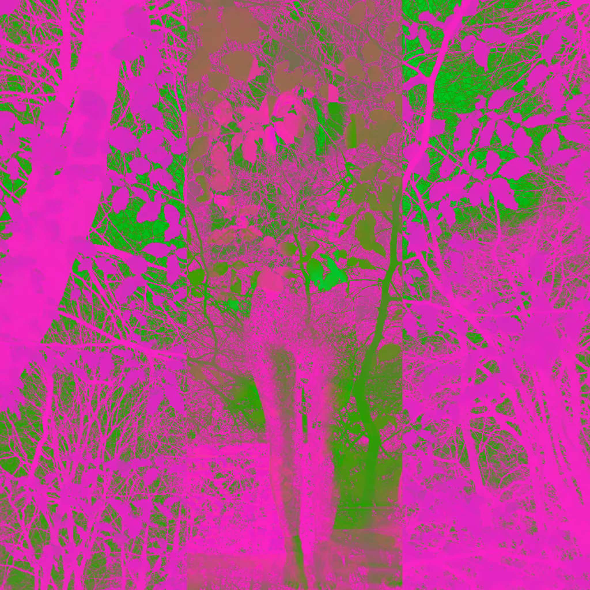 Dark Forest #8