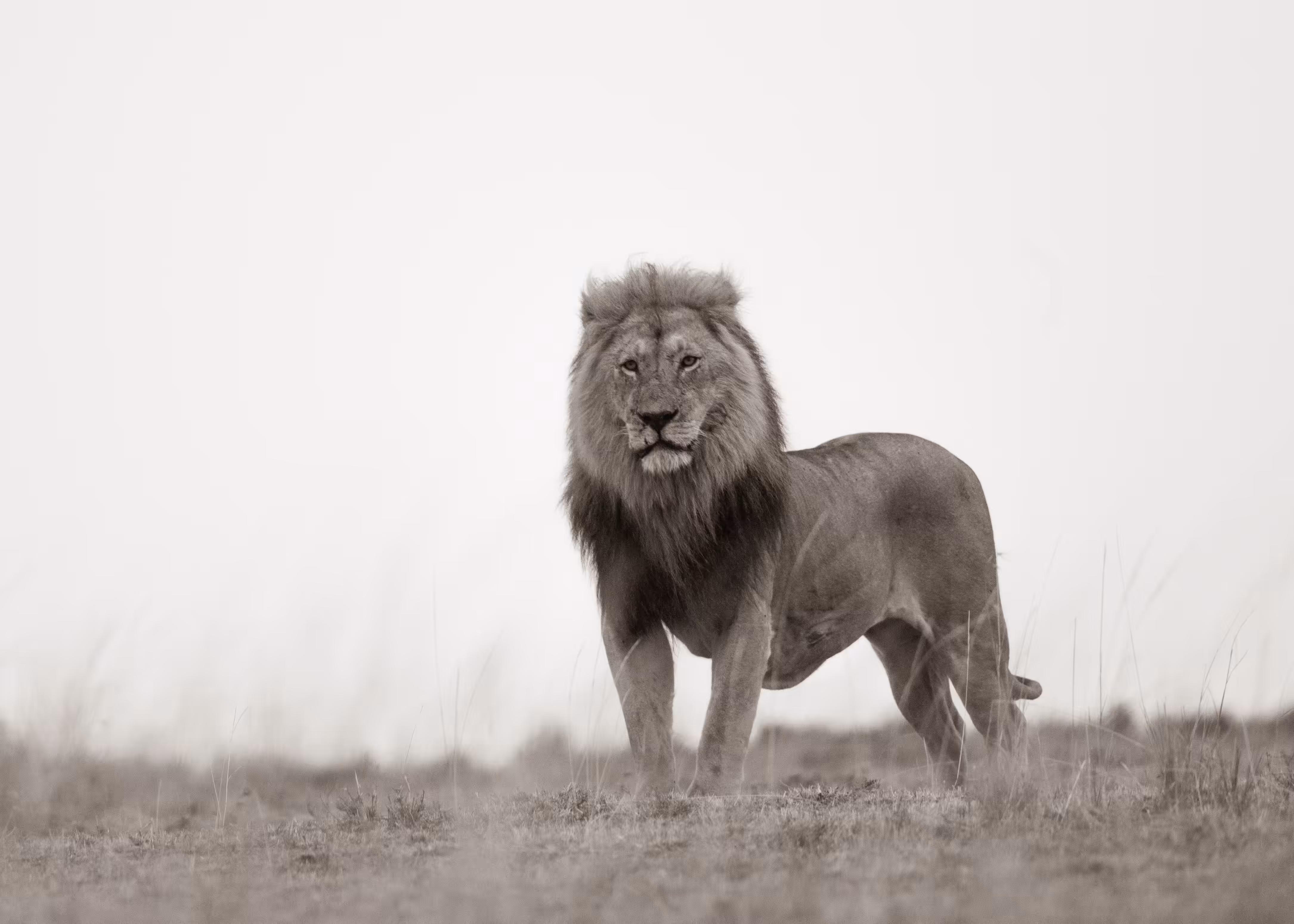 Mufasa