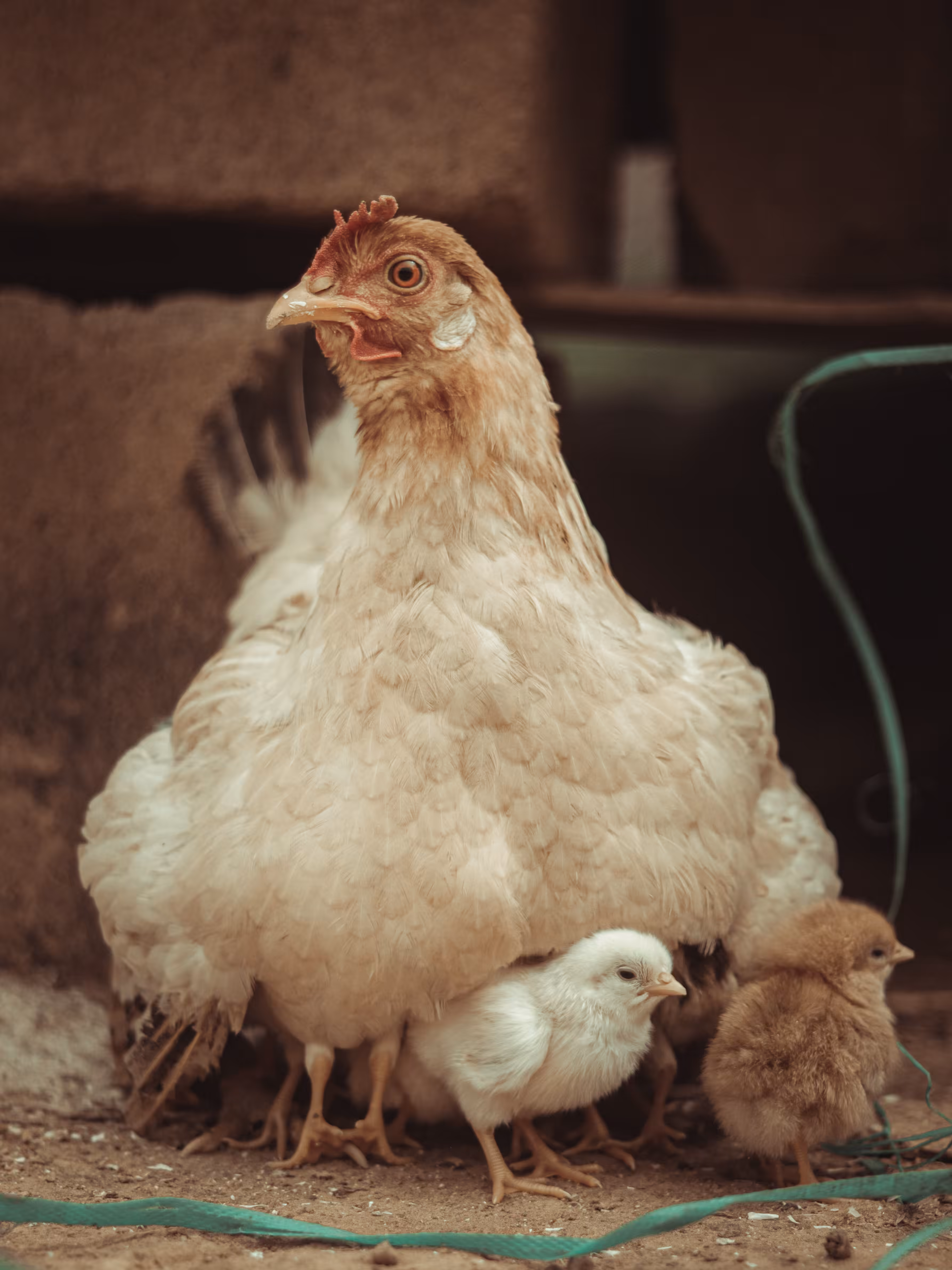 Motherhood 2