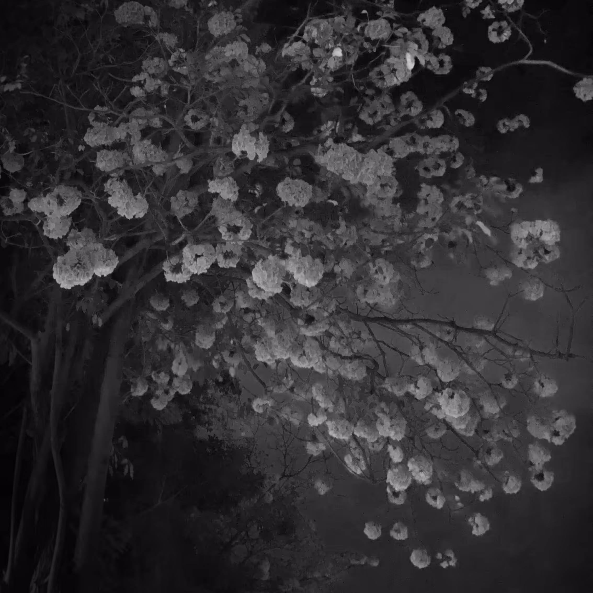 nature(what you see): The Old Good Days