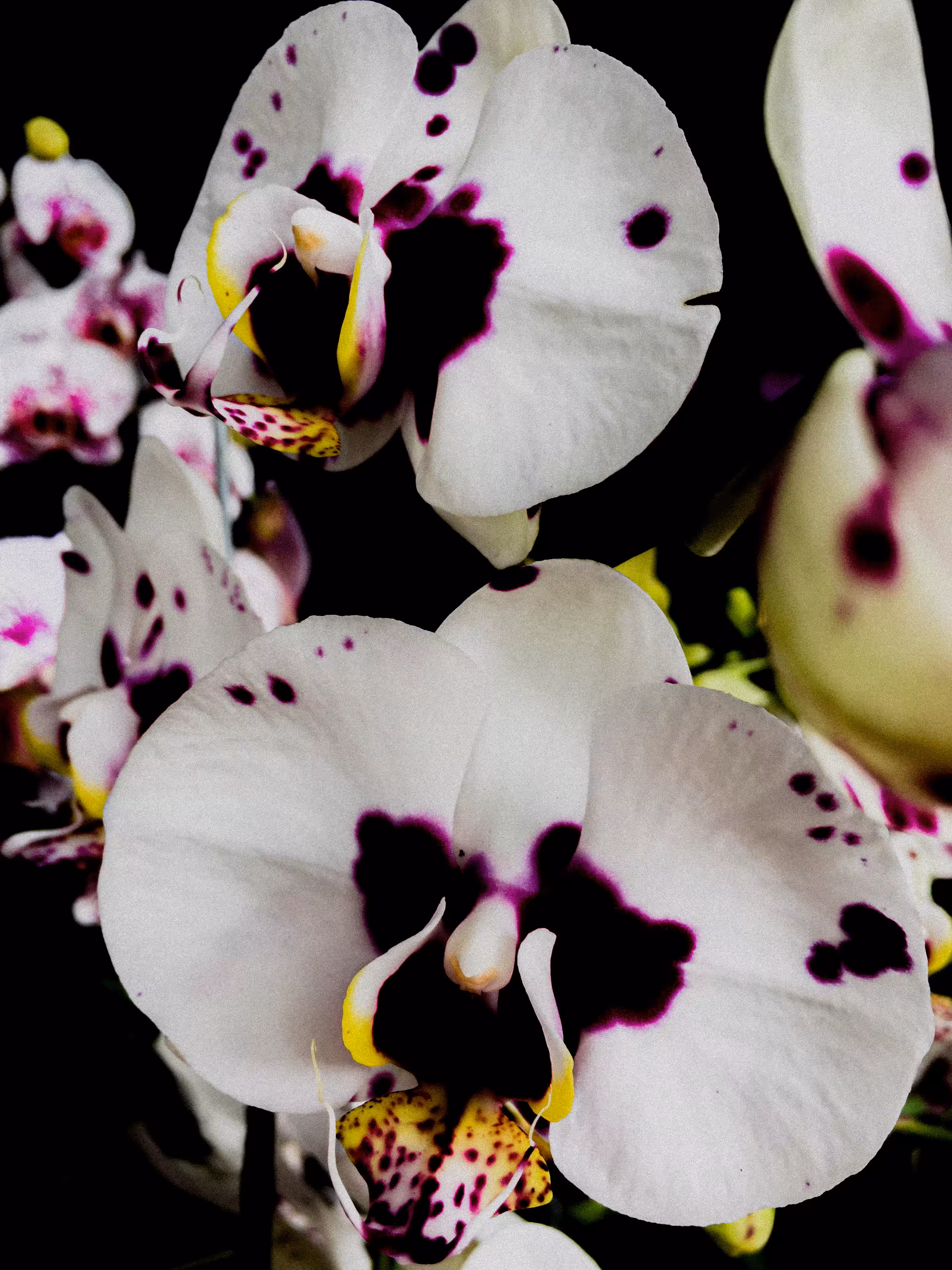 Orchid