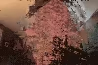 FaceRipper