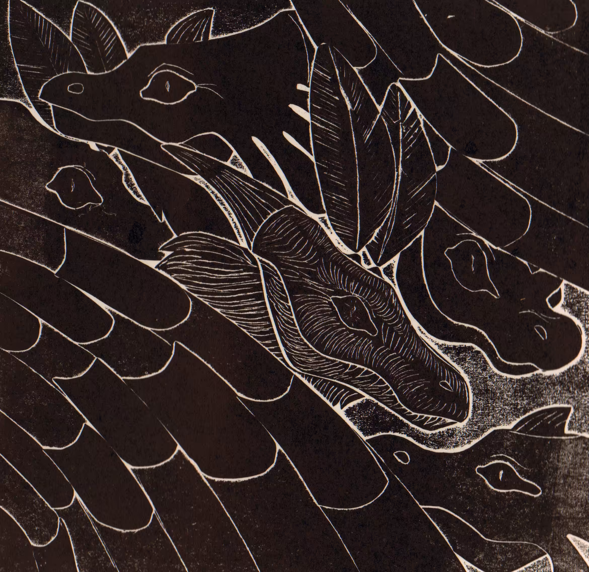 Dragons