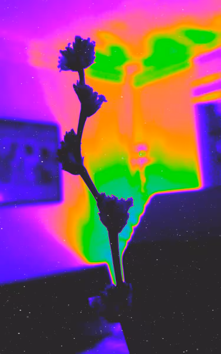 FLORES SENTE