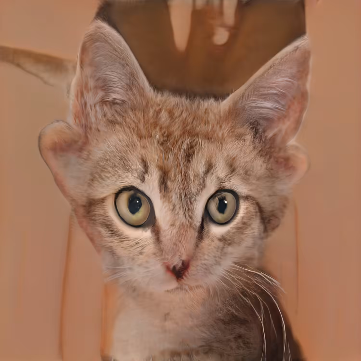 Macavity The Mystery Cat