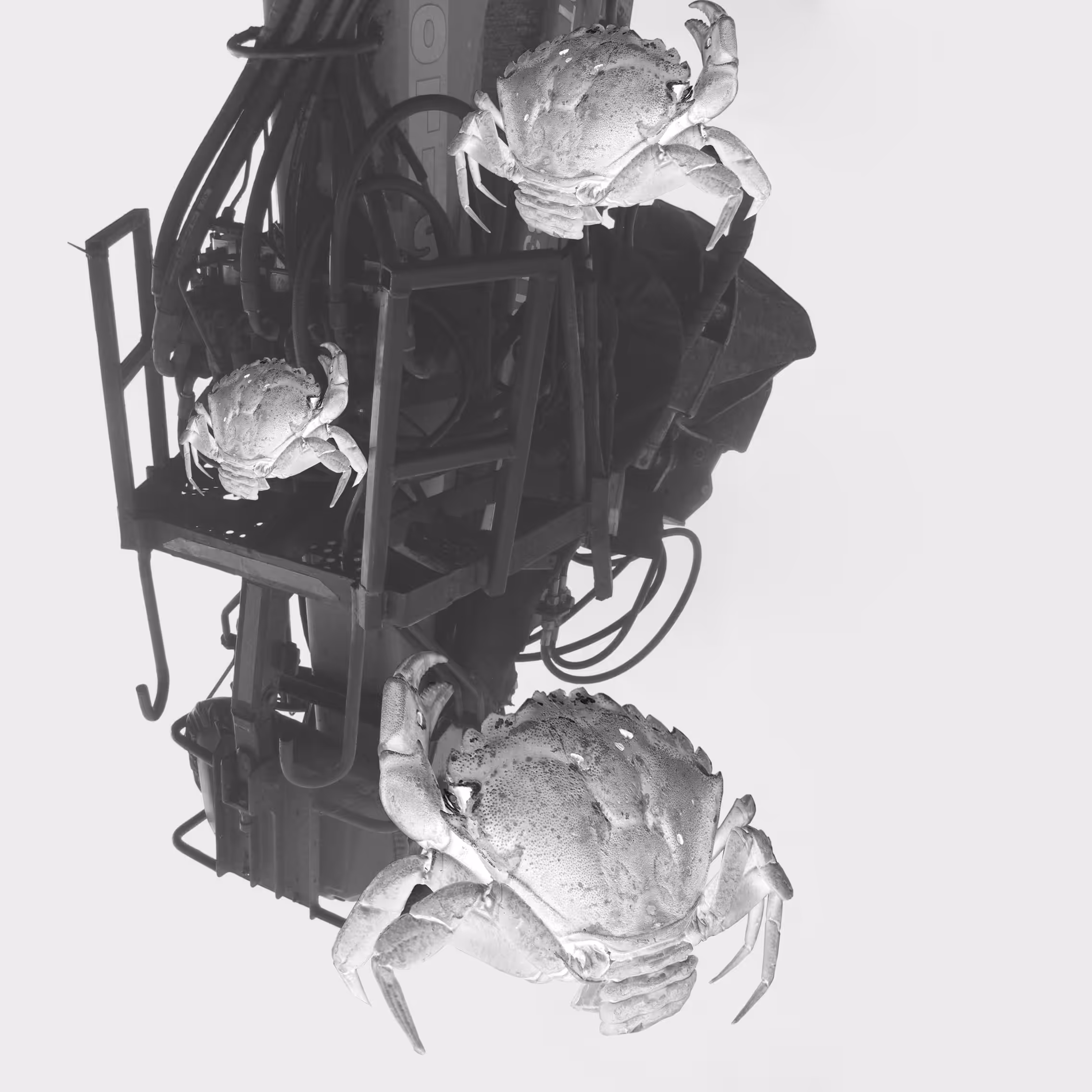 Crustaceans 1
