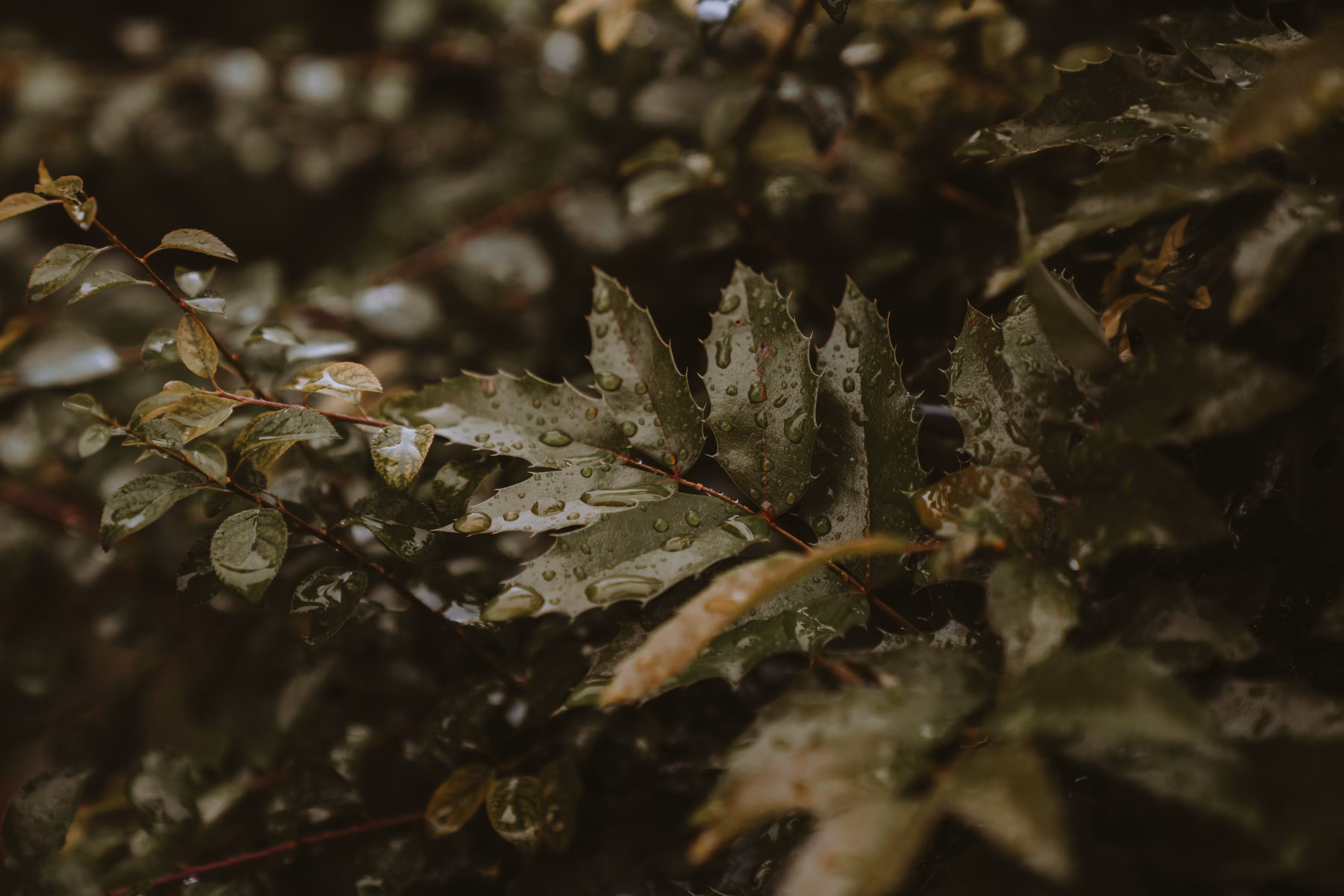 rainy days