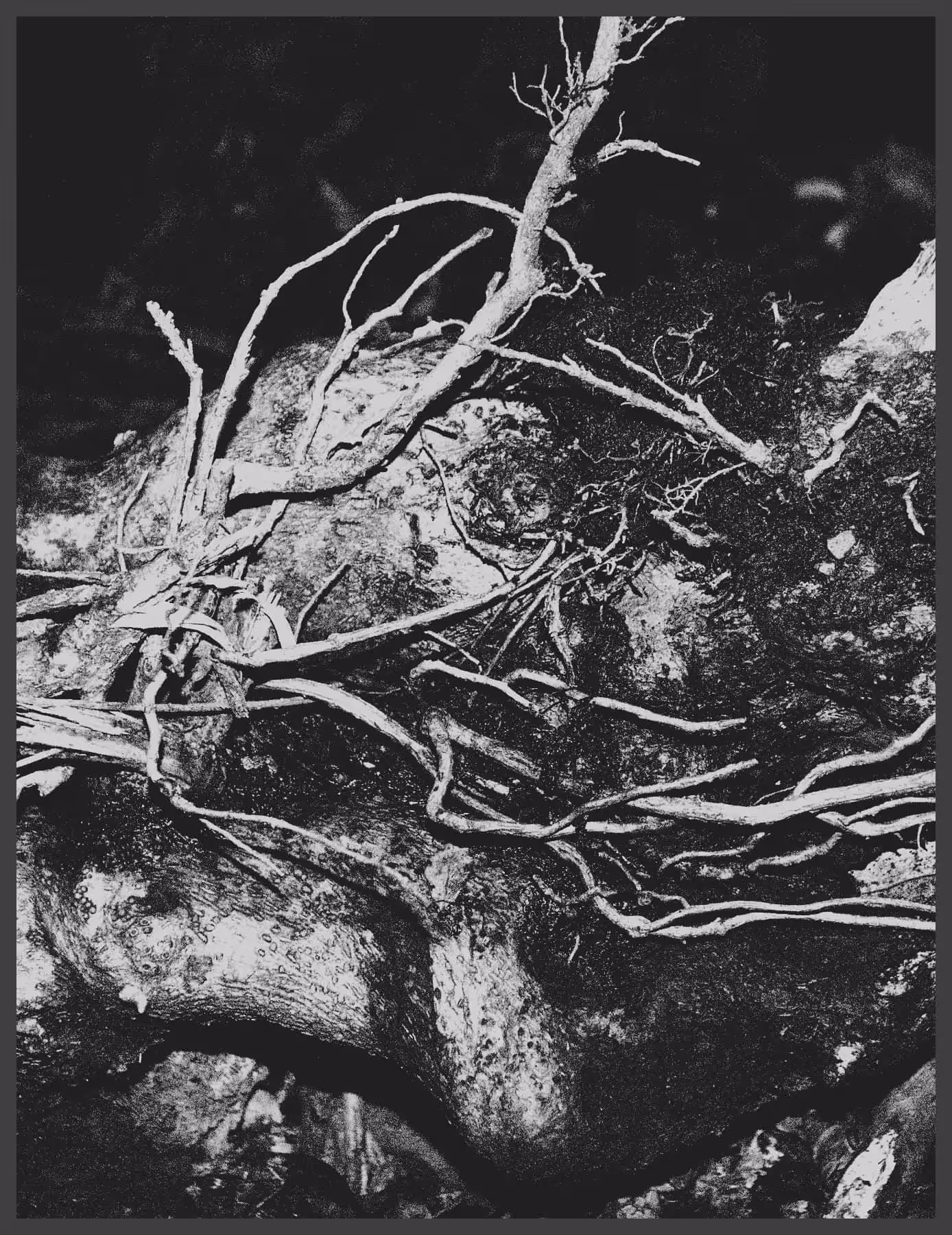Roots rr75v