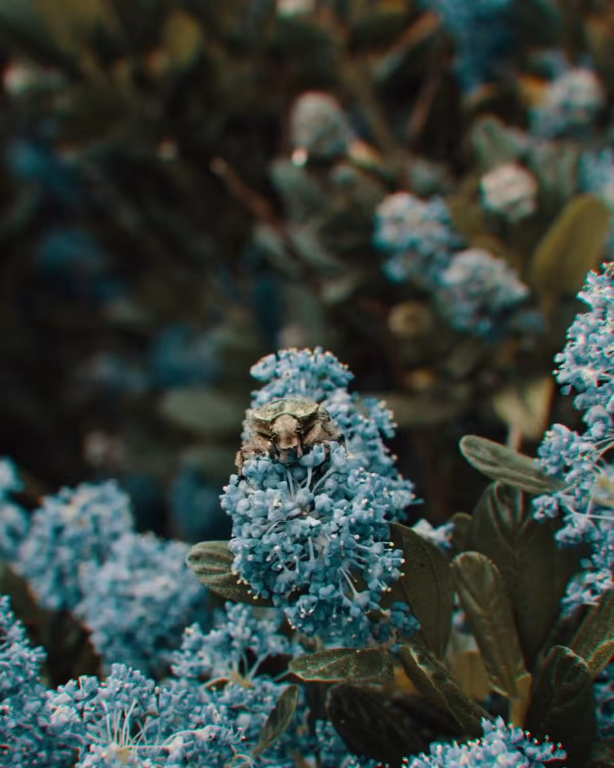 𝐍𝐀𝐓𝐔𝐑𝐄 🍄