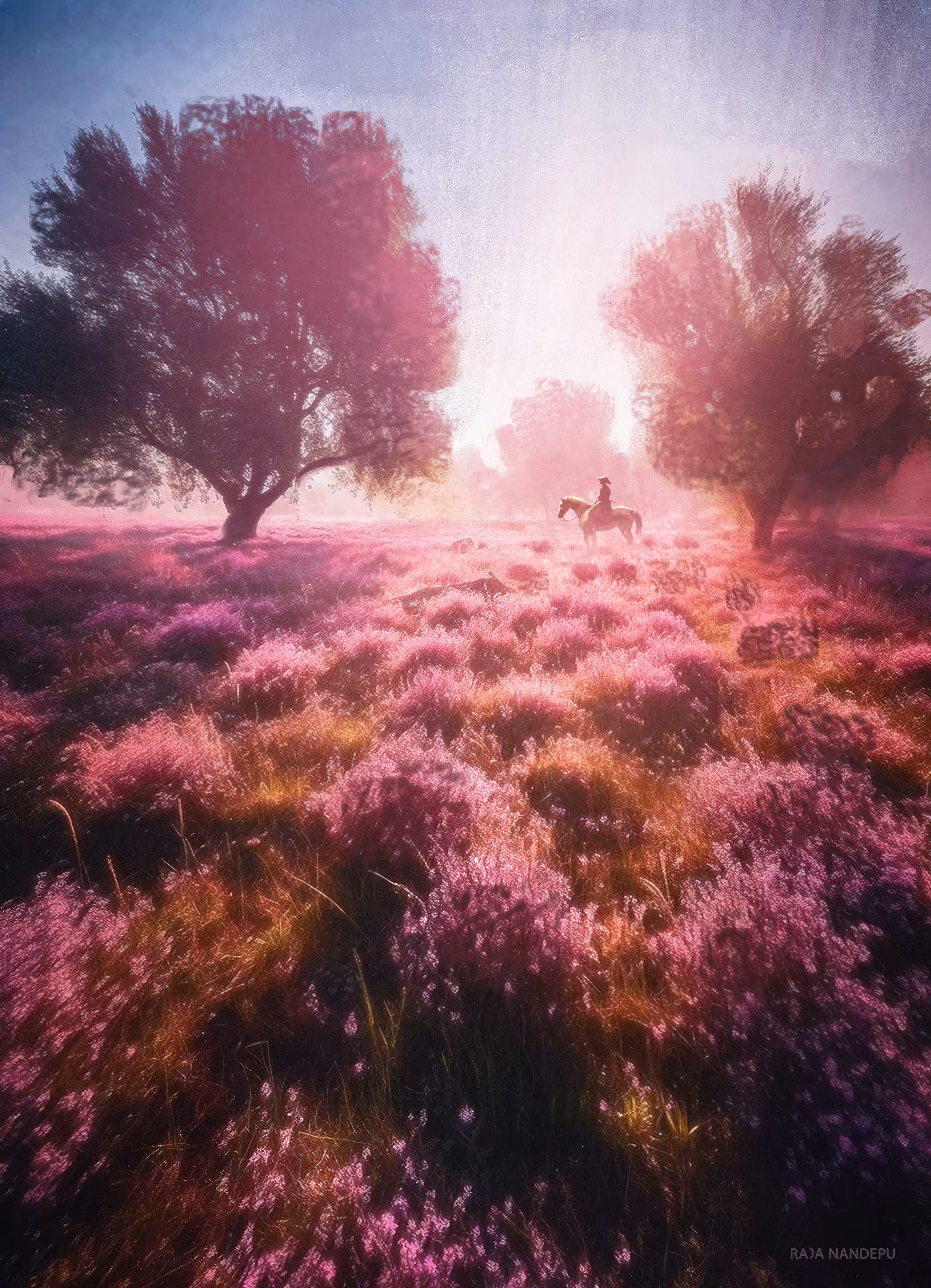 Field (13)