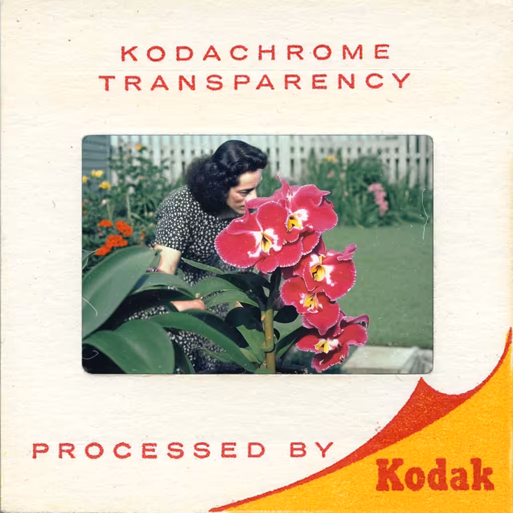 Cattleya Orchid, Color Reversal Film (kodachrome), 1960