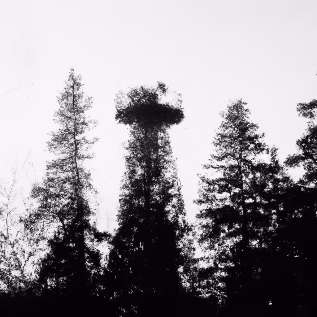 |master's| nest