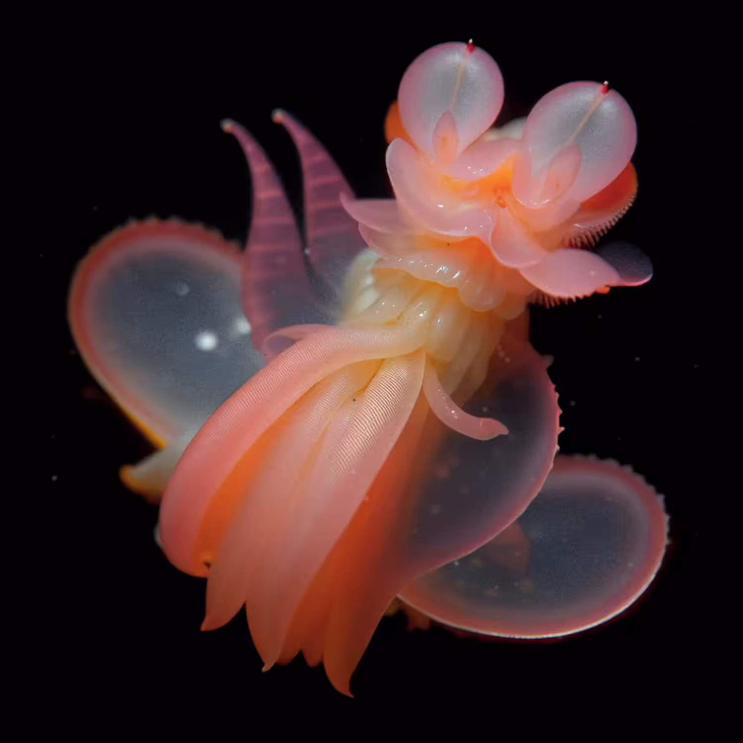 Aurora Pelagia