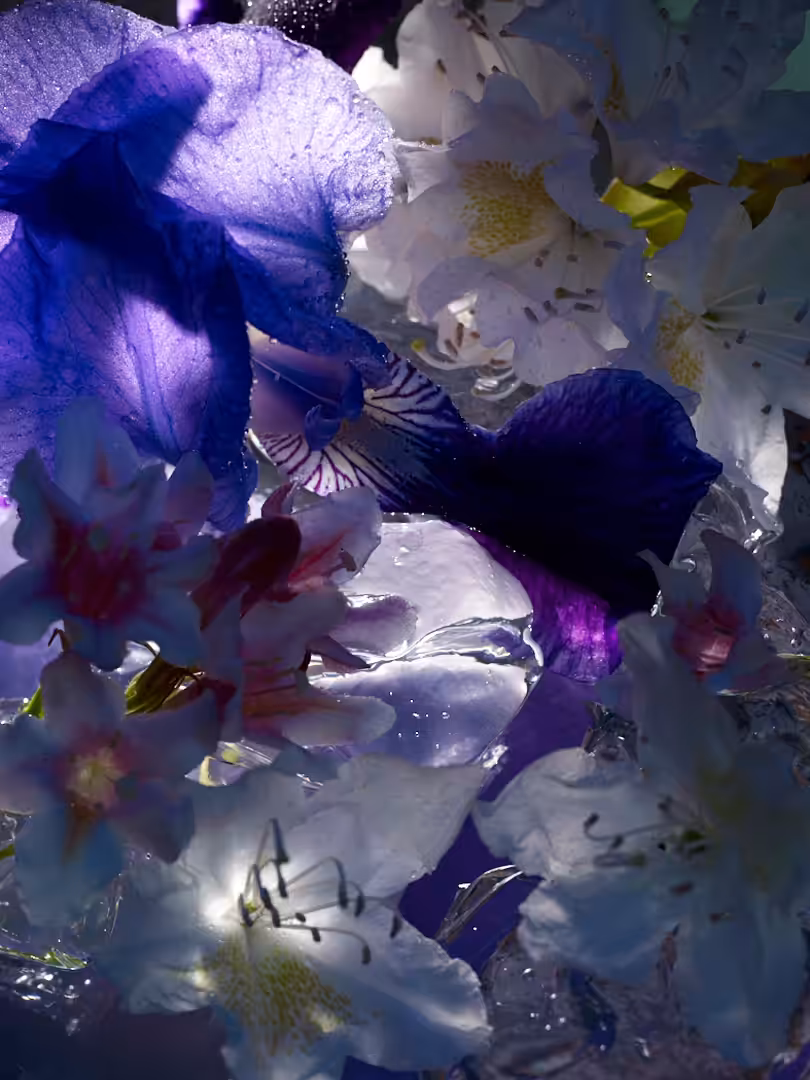 April 2020.  Iris & Spring Blossom.