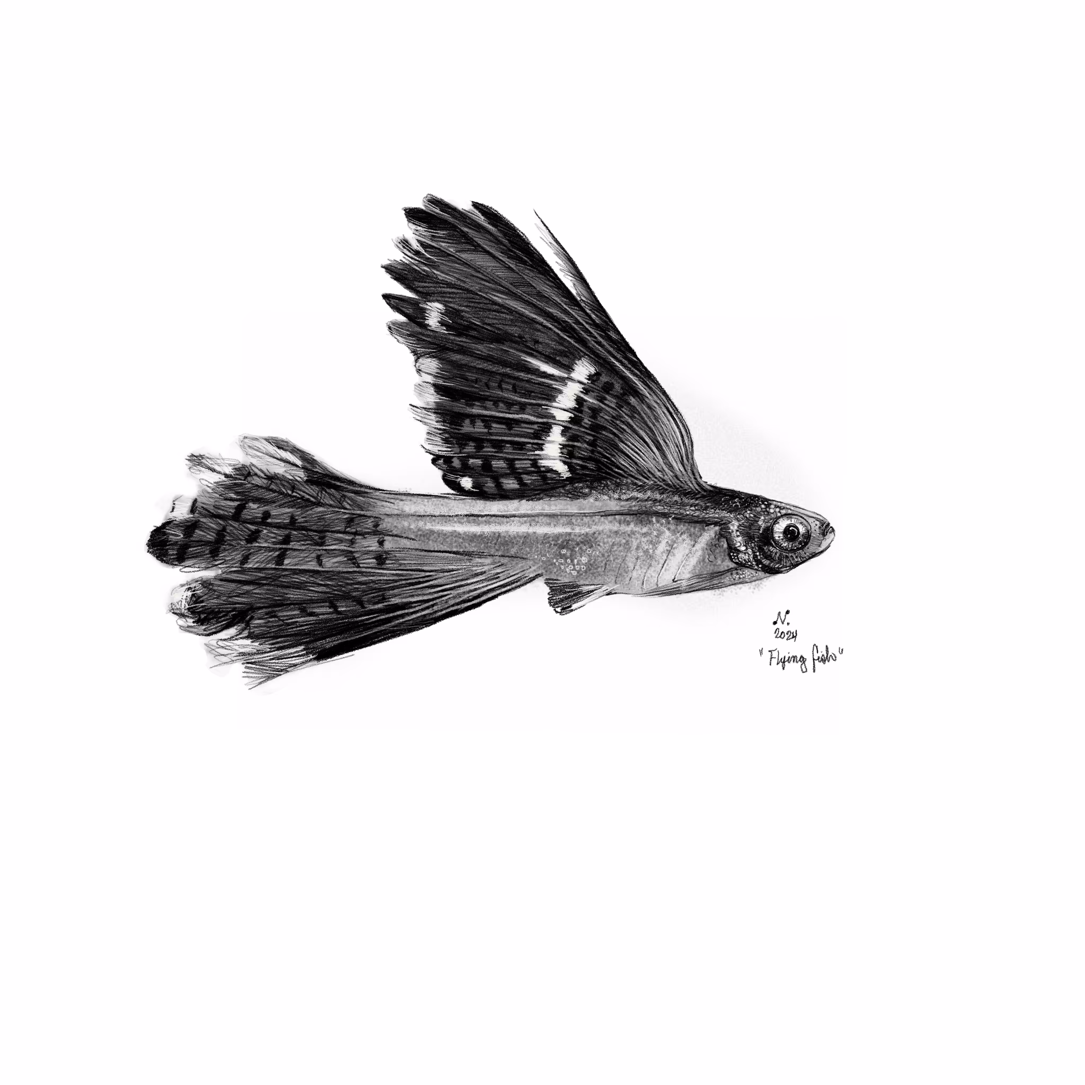 Flying fish