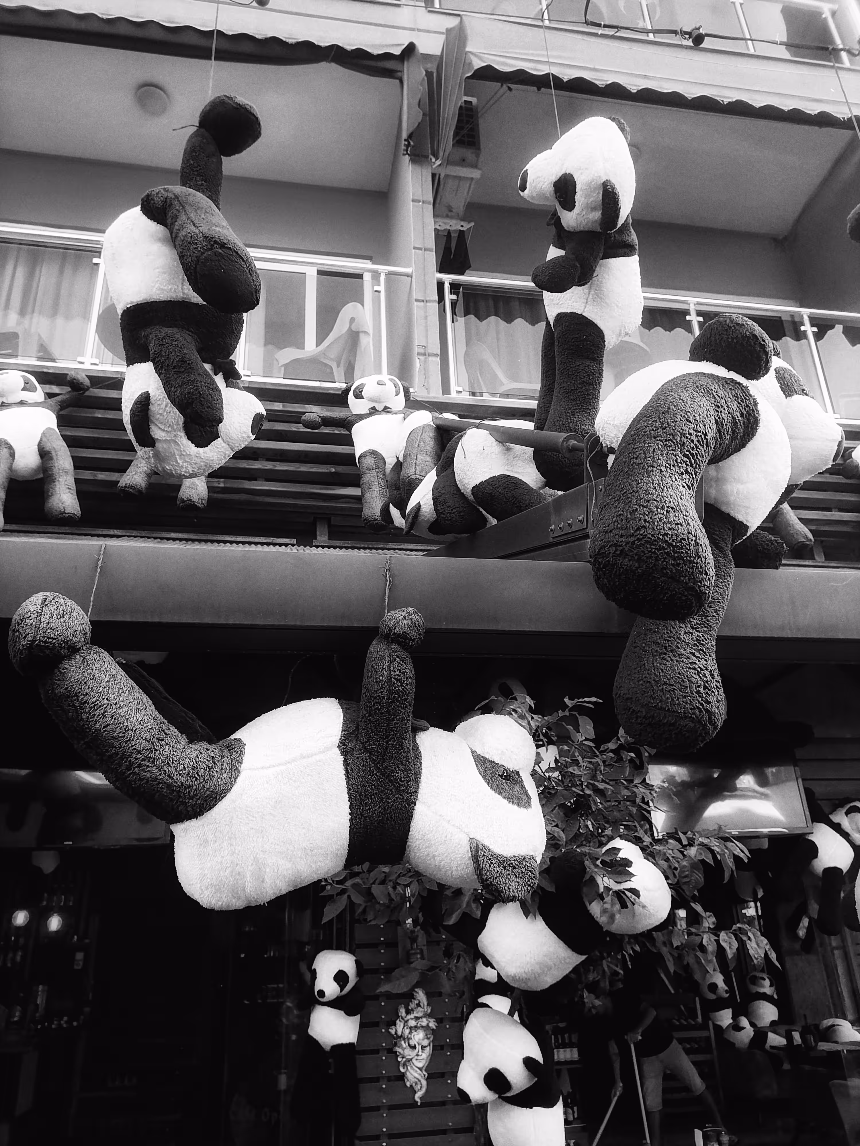 Cute pandas