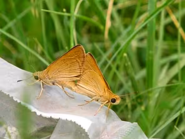 MATING OF BUTTERFLIES