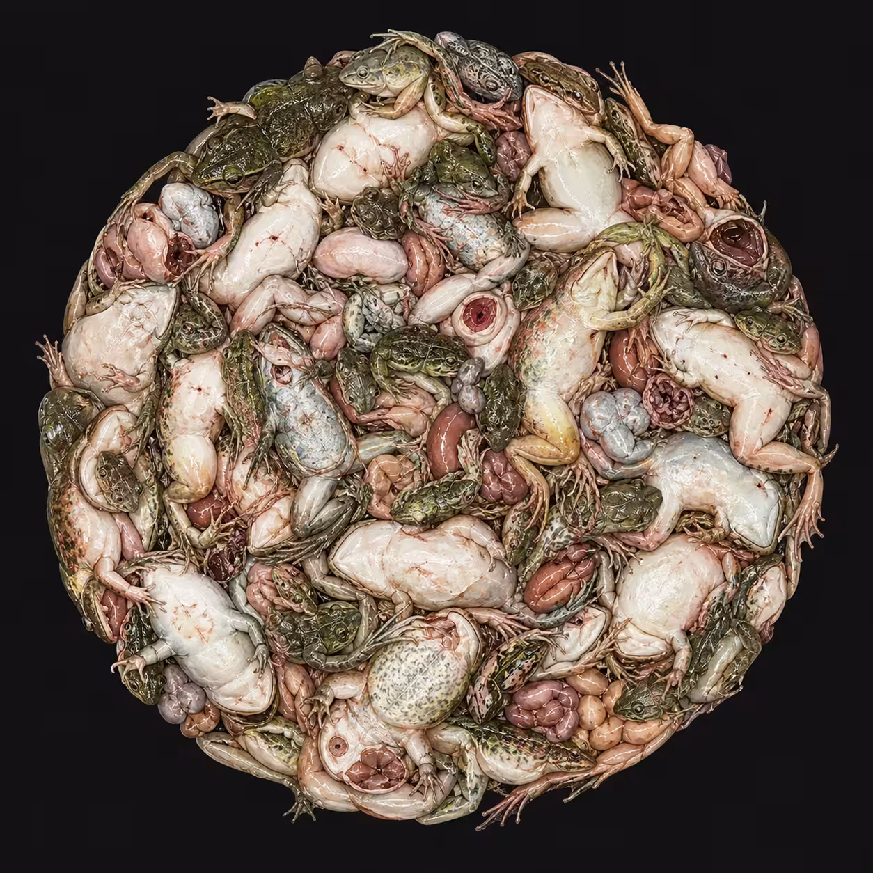 Extraction Ring: Frogs