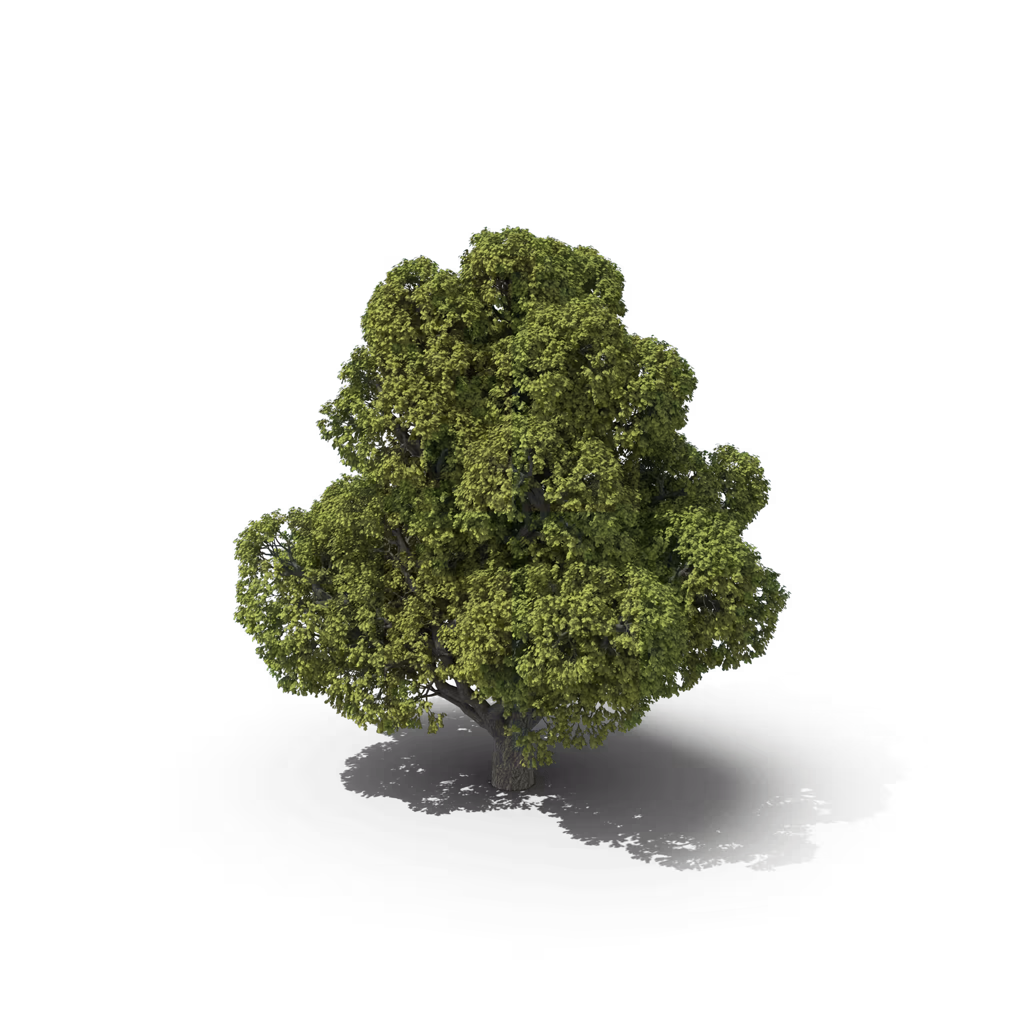 Your Tree I Oak