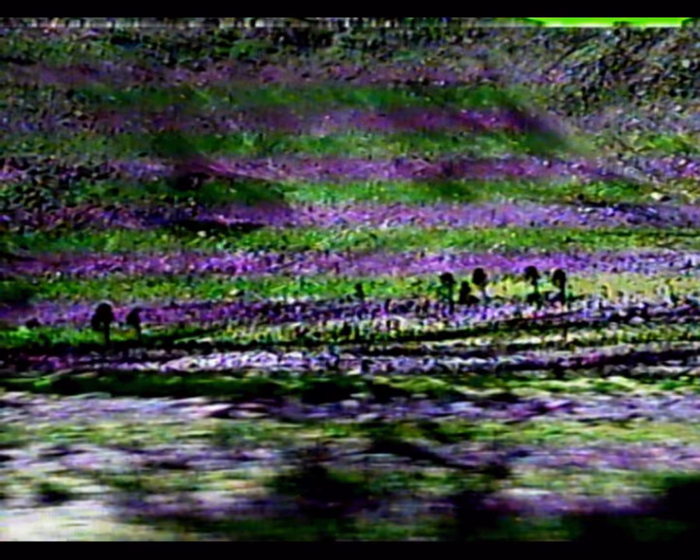 The grass was burning here