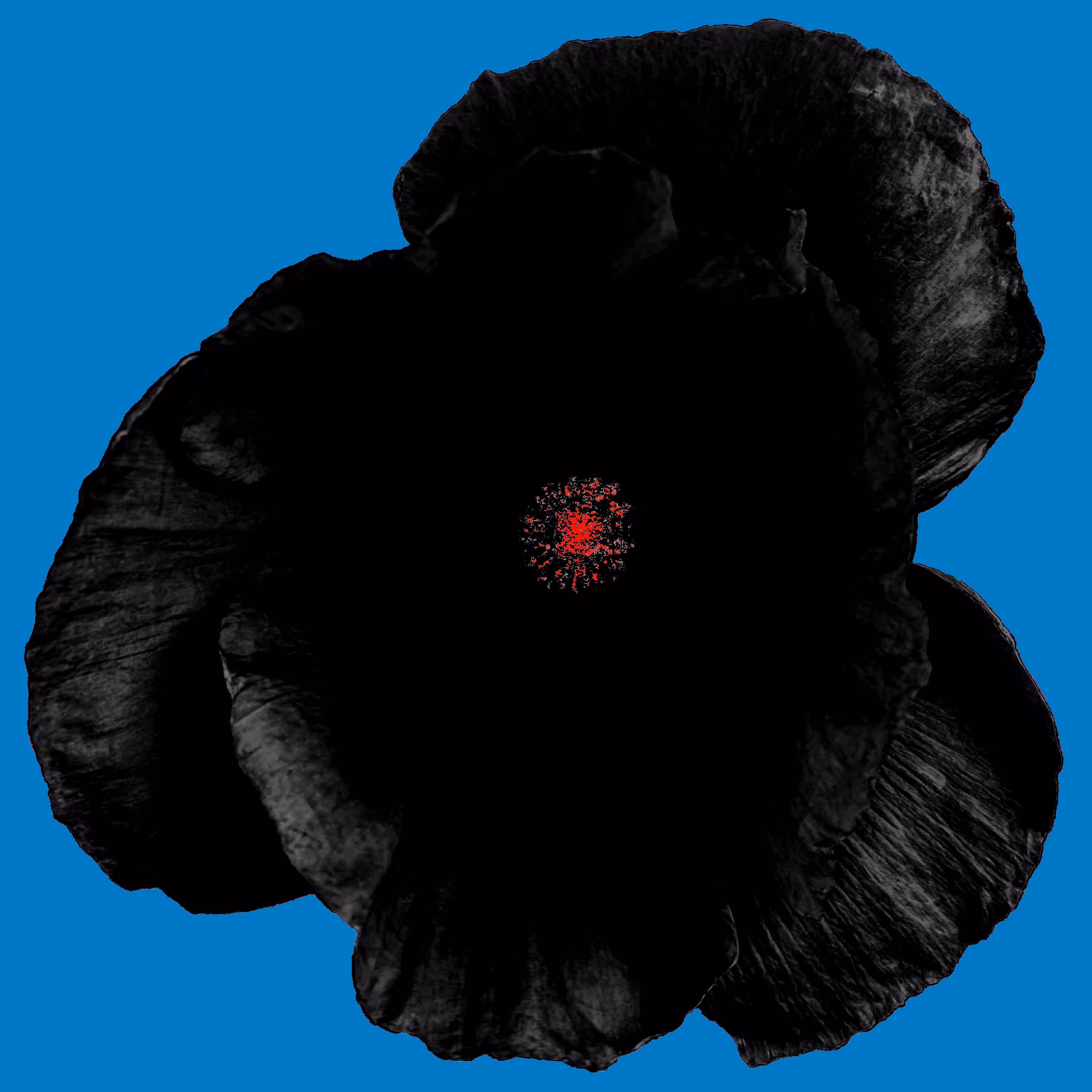 Poppy in Blue