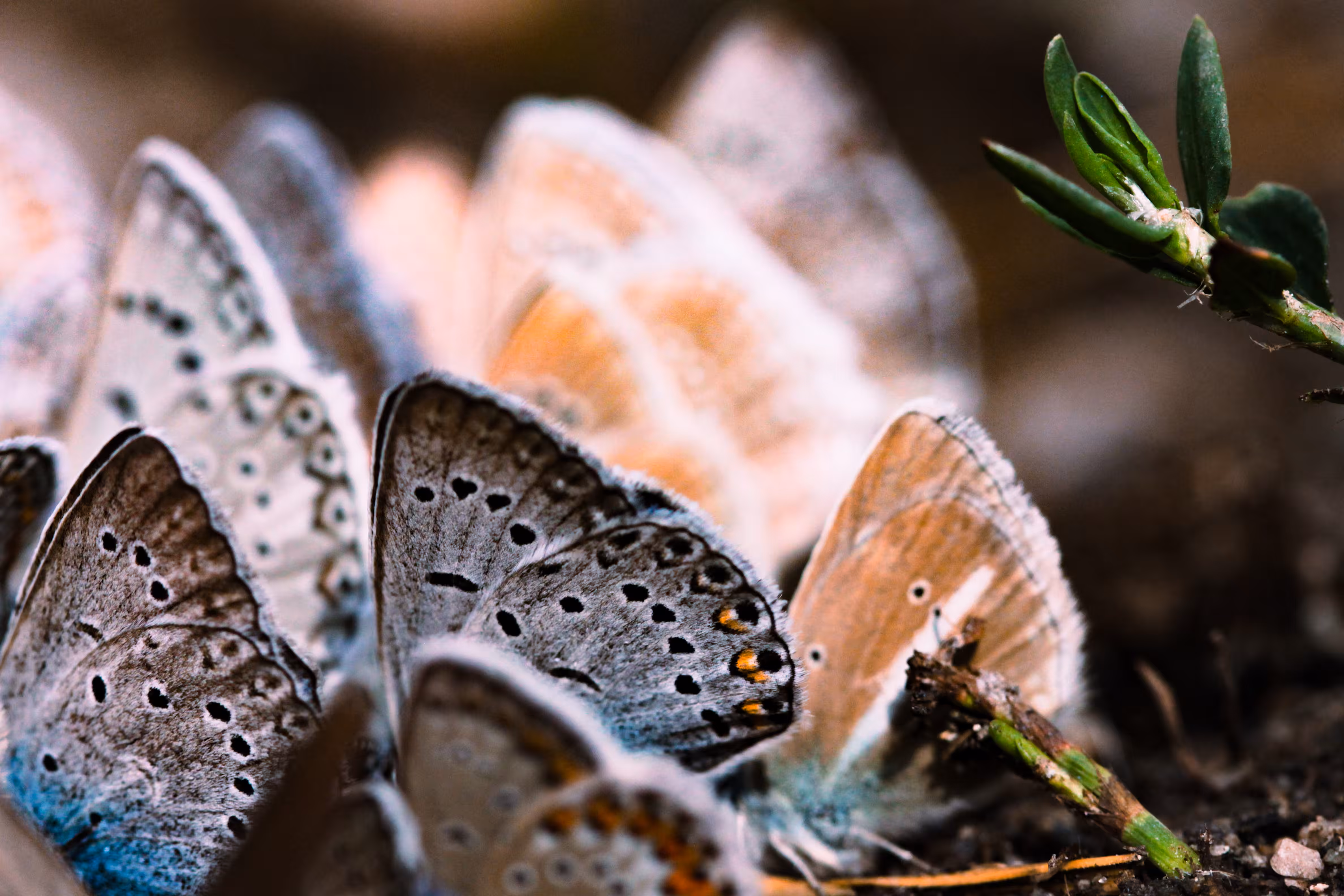 Beneath the Wings – Life, Soil, and Symmetry
