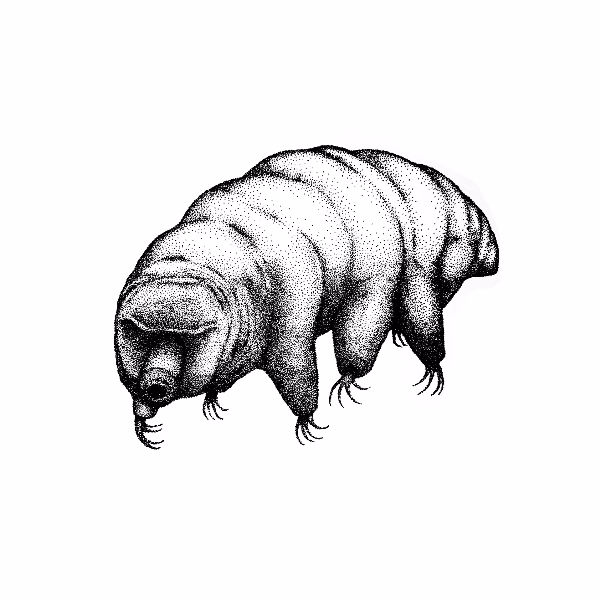 Eutardigrada