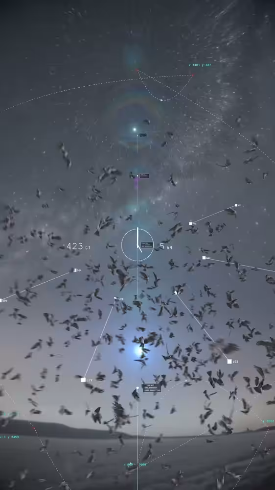 5 am 423 birds