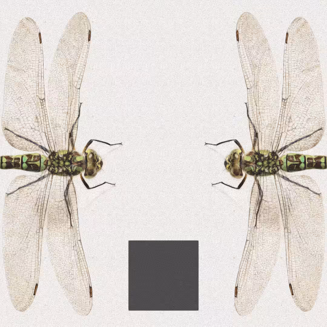 Dragonfly #8