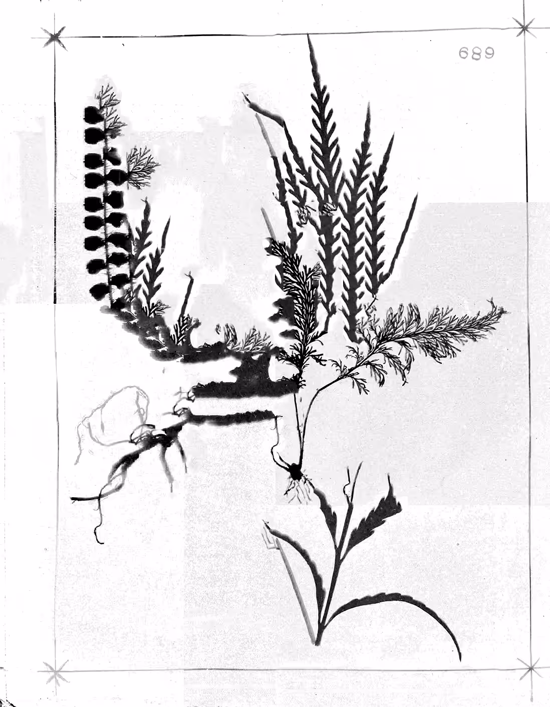 Metafern [t]