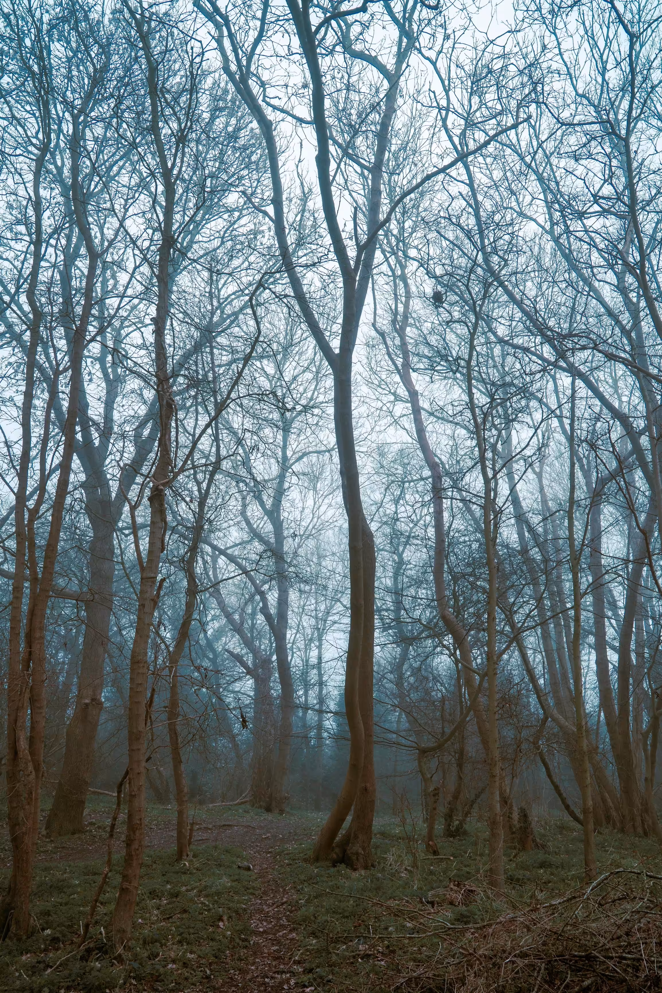 Lonely in the woods